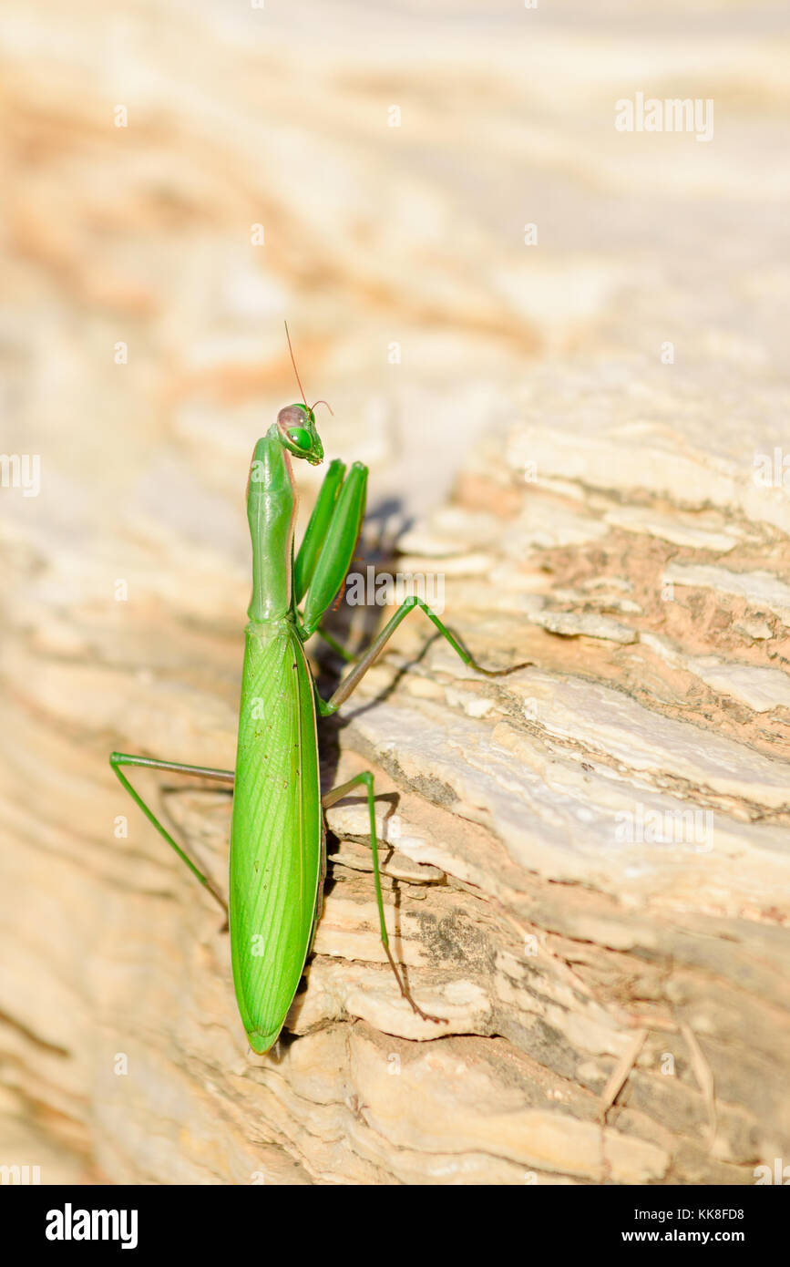 Die Europäische Gottesanbeterin, Gottesanbeterinnen oder Mantis religiosa ist ein großer hemimetabolic Insekt in der Familie des Mantidae (mantiden), dem größten Stockfoto