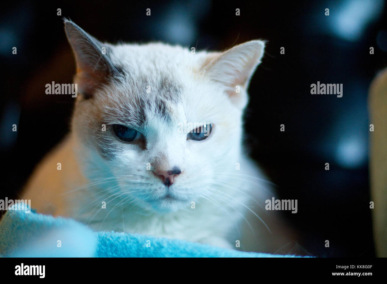 Weisse Katze Mit Blauen Augen Macht Augenkontakt Stockfotografie Alamy