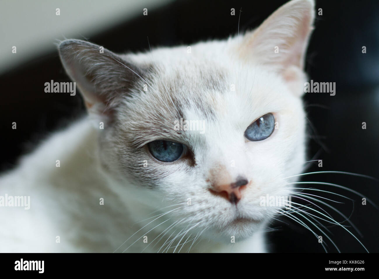 Weiße Katze Mit Blauen Augen Macht Augenkontakt Stockfoto