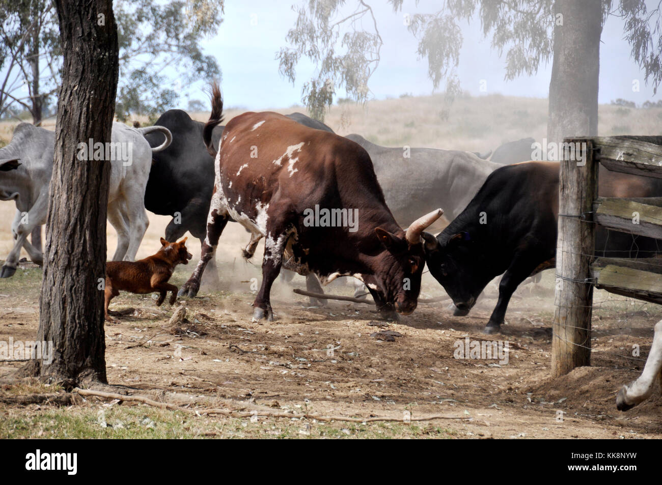 Bullen kämpfen Stockfoto