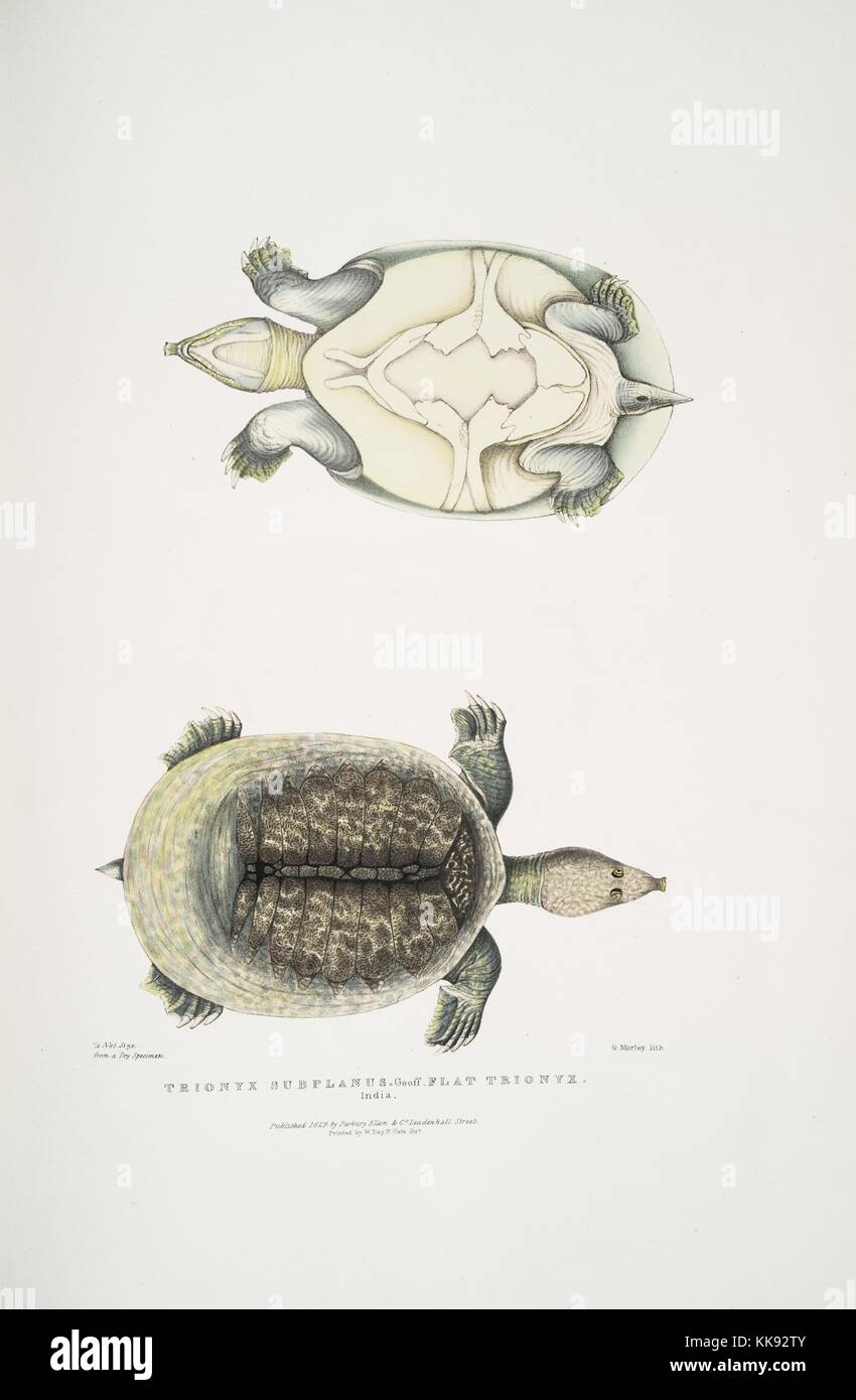 Hand, farbiger Druck, eine Schildkröte, als von oben und von unten gesehen, mit Untertiteln Flachbild Trionyx (Tryonix subplanus), aus dem Buch 'Abbildungen der indischen Zoologie, hauptsächlich aus der Sammlung von Major General Hardwicke', 1832. Von der New York Public Library. Stockfoto