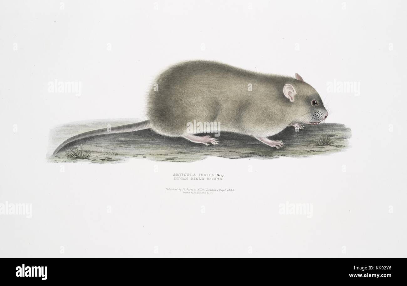 Hand-farbiger Druck zeigt eine Maus, mit Untertiteln indischen Feld Maus (Arvicola indica), aus dem Buch 'Abbildungen der indischen Zoologie, hauptsächlich aus der Sammlung von Major General Hardwicke', 1832. Von der New York Public Library. Stockfoto
