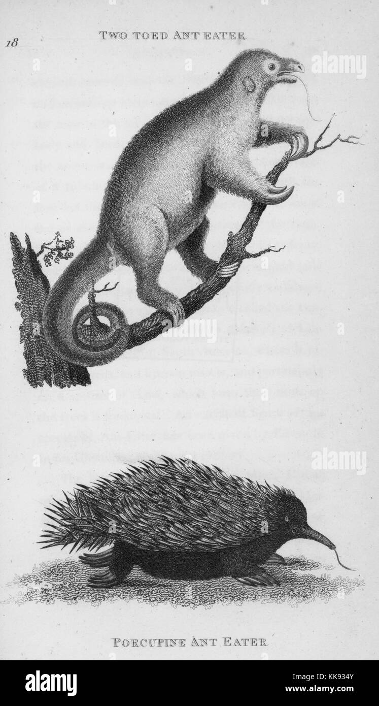 Gravur mit zwei Ant-Esser, an der Spitze einer Two-Toed Ant-Eater, auf einem Zweig, seine Zunge heraus, und an der Unterseite ein Stachelschwein Ant-Eater, Verlegung auf seinen Magen, Stacheln, die Zunge heraus, in dem Buch "Zoologische Vorlesungen an der Royal Institution in den Jahren 1806 und 1807 ausgeliefert, von George Shaw', 1809. Von der New York Public Library. Stockfoto