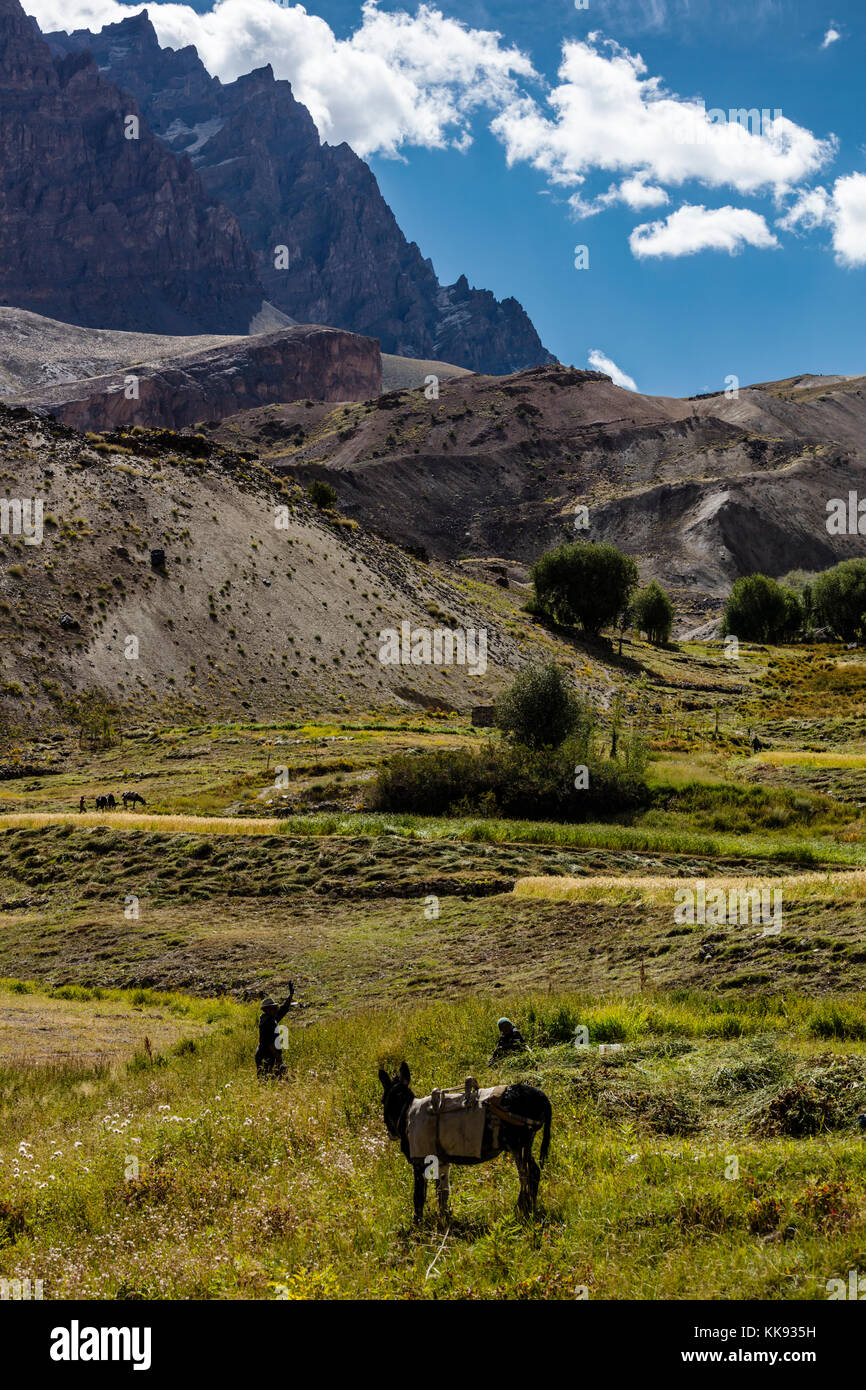 Landwirtschaftliche Felder in der ZANSKAR-SCHLUCHT unterhalb des Dorfes Nyerak - ZANSKAR, LADAKH, INDIEN Stockfoto