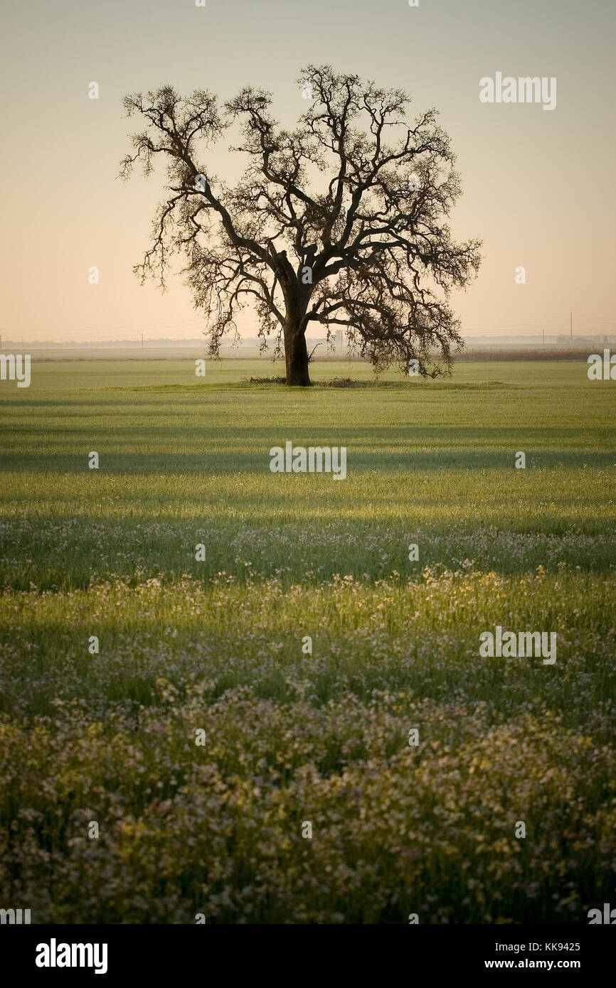 Eiche Baum im Feld mit Blumen im Vordergrund. Stockfoto