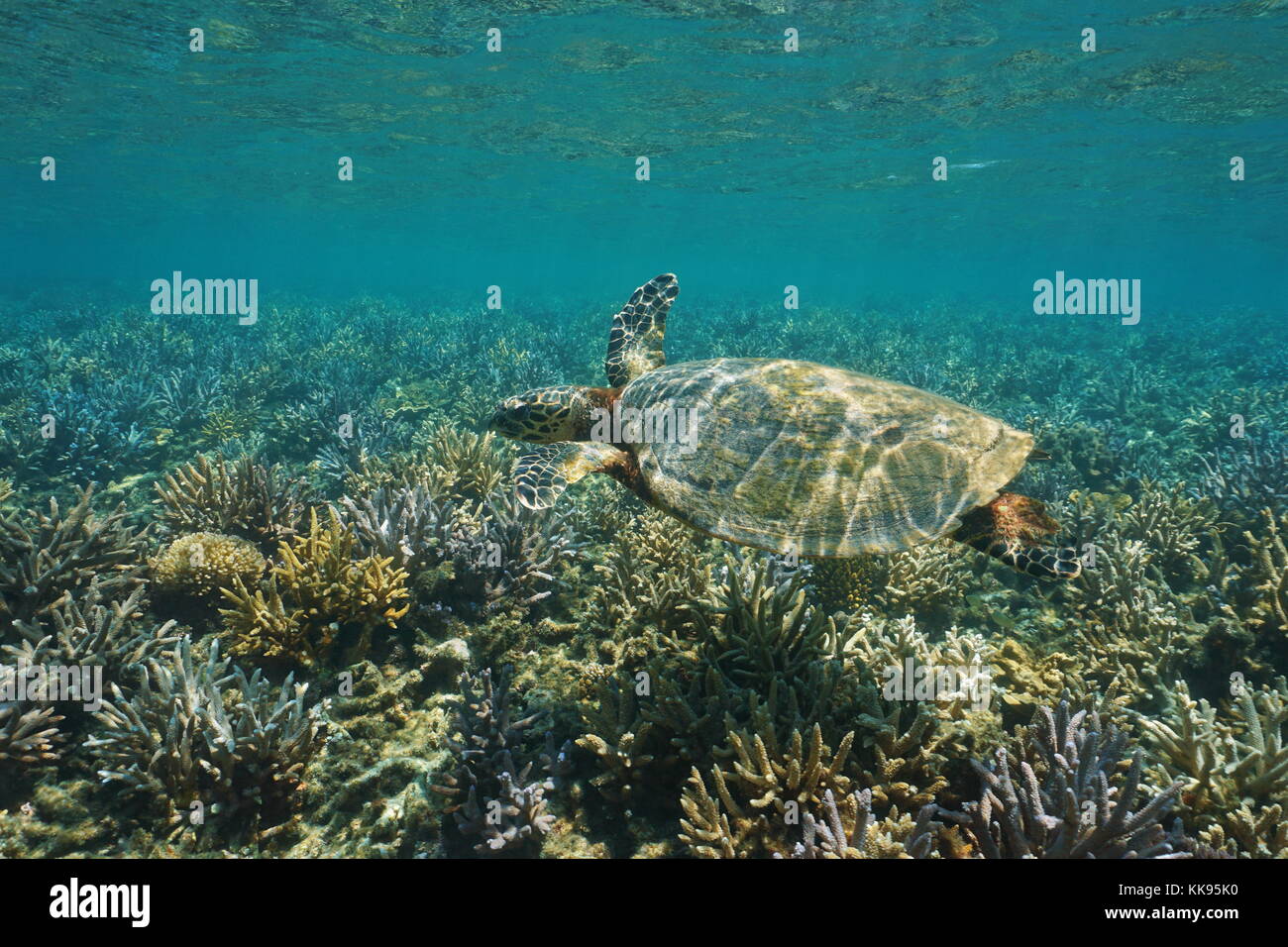 Eine hawksbill Sea Turtle, Eretmochelys imbricata unter Wasser auf einem flachen Korallenriff, South Pacific Ocean, Neukaledonien, Ozeanien Stockfoto