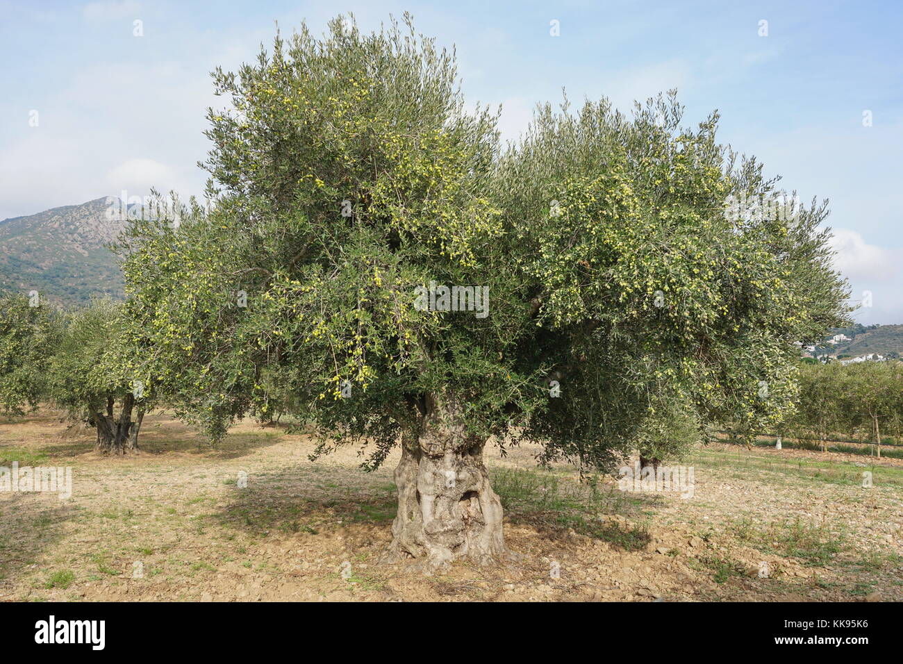 Ein Olivenbaum mit Früchten in einem Feld in Spanien, Mittelmeer, Roses, Girona, Katalonien, Alt Emporda Stockfoto