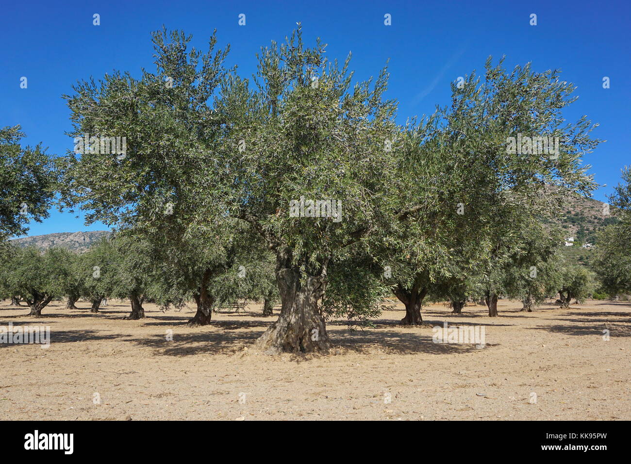 Olivenbaum feld -Fotos und -Bildmaterial in hoher Auflsung  Alamy