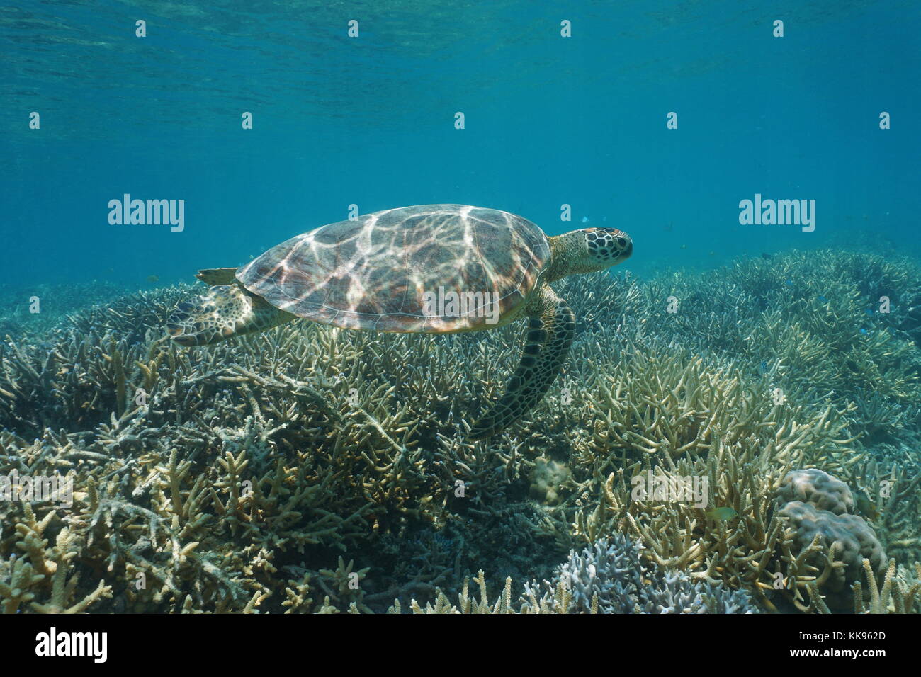 Unterwasser eine Grüne Meeresschildkröte Chelonia mydas, schwimmt über ein Korallenriff, Neukaledonien, South Pacific Ocean, Ozeanien Stockfoto