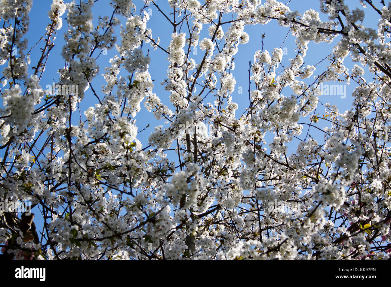 Weiße Blüten am Baum und Himmel im Hintergrund. Stockfoto