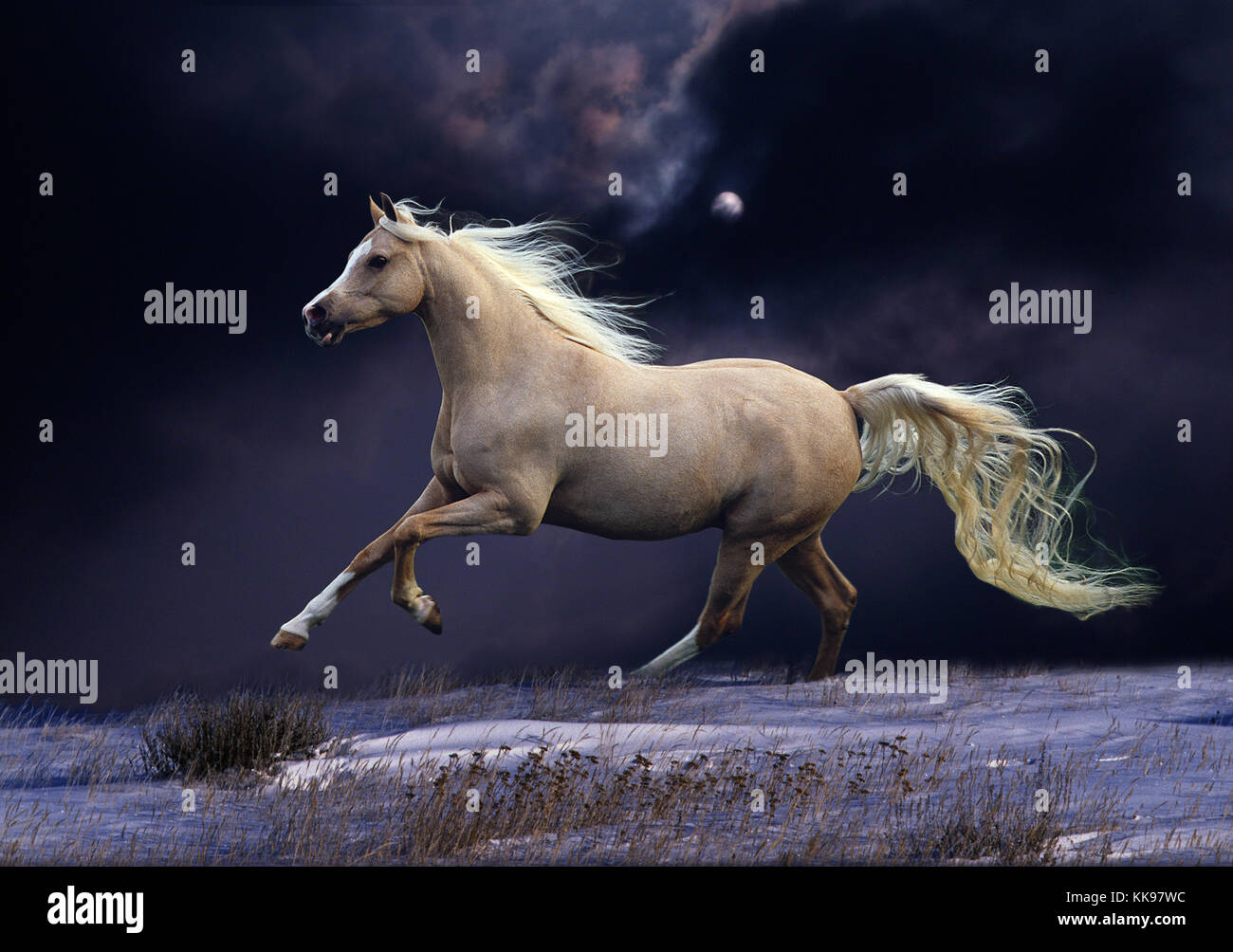 Cantering through snow Fotos und Bildmaterial in hoher Auflösung Alamy