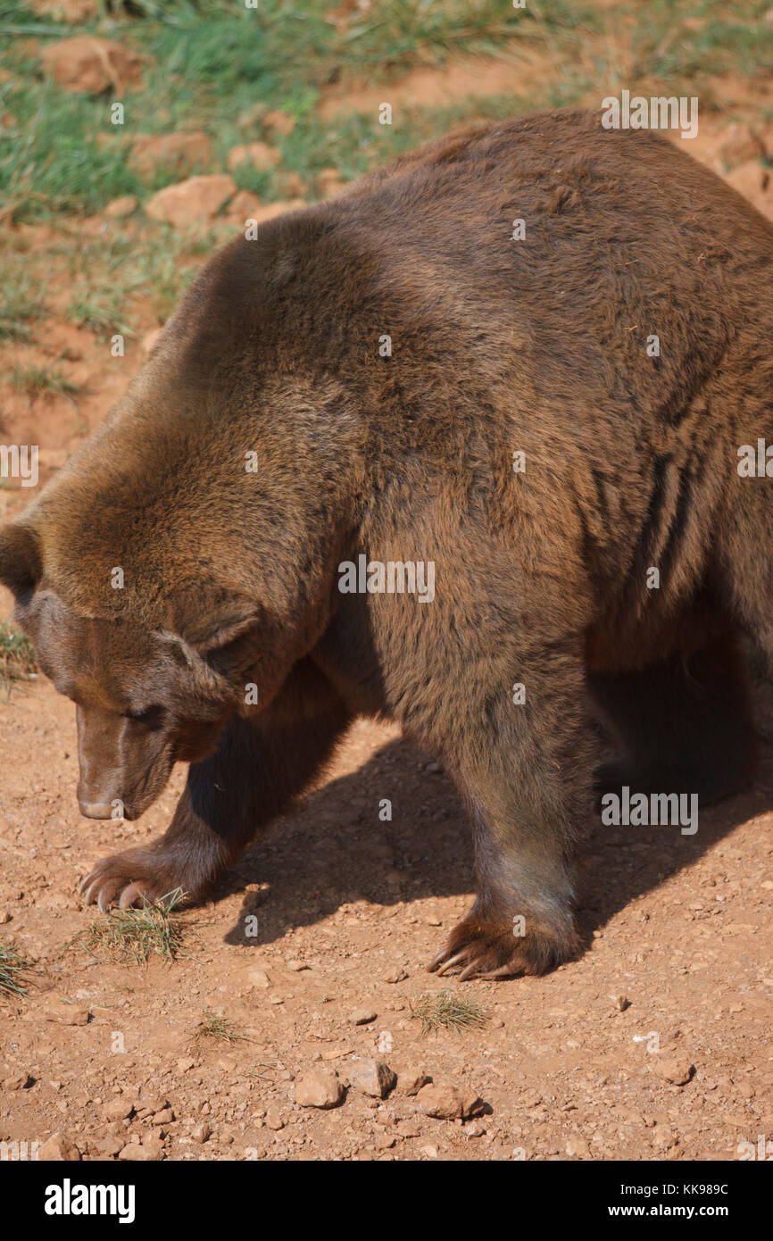 Grizzle tragen waten. Stockfoto