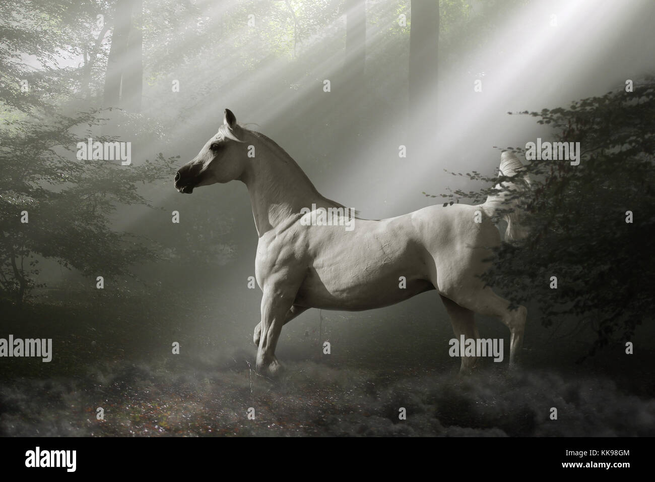 Mystical white horse Fotos und Bildmaterial in hoher Auflösung Alamy Mystical white horse Fotos und Bildmaterial in hoher Auflösung Alamy