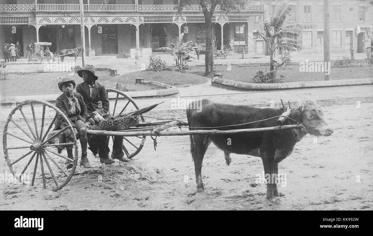 Ein Foto von einem Mann und ein Junge sitzt auf einem einfachen Holz- Warenkorb, das von einem Stier gezogen wird, die Räder der Wagen sind versunken in die schlammigen Straße, eine große Teiler bestehend aus Gras, Bäume und Pflanzen trennt die Straße im Vordergrund von einem anderen im Hintergrund Gebäude und Menschen können über den Teiler, 1900 gesehen werden. Von der New York Public Library. Stockfoto