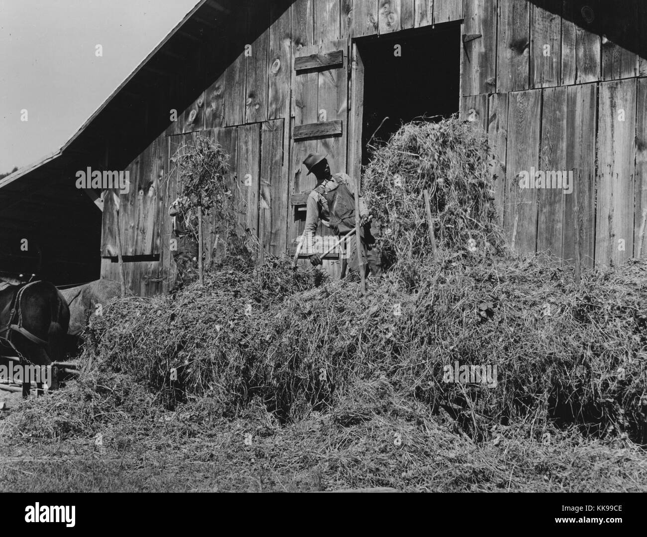 Schwarz-weiß Foto eines Afroamerikaners mann Heu beladen in Scheune am Tabak Bauernhof von A B Douglas, Blairs, Virginia, September, 1939. Von der New York Public Library. Stockfoto