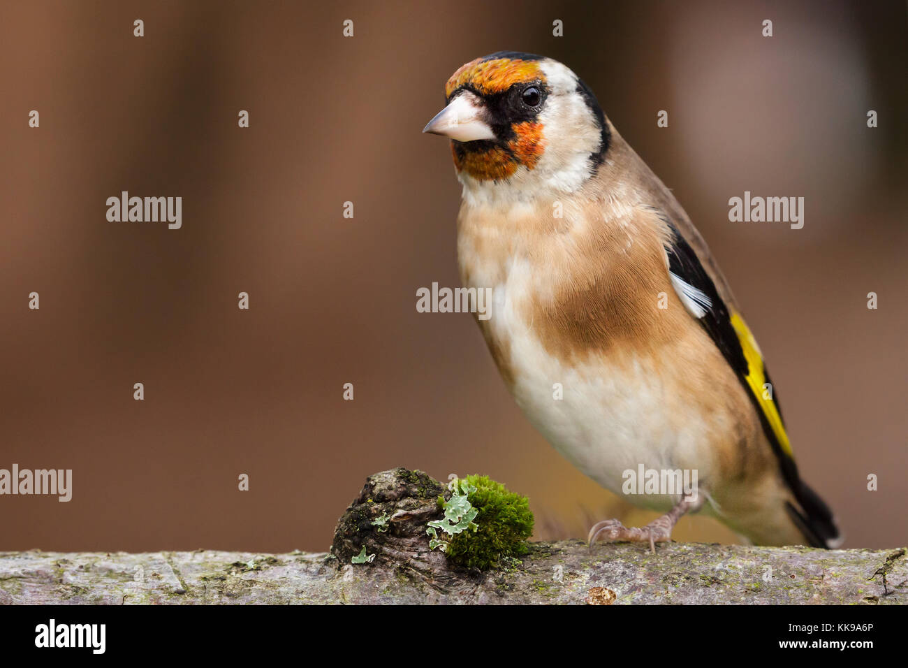 Wild goldfinch Vogel portrait Nahaufnahme native auch Carduelis carduelis bekannt zu Europa. Der stieglitz hat ein rotes Gesicht und einem schwarz-weißen Kopf. Stockfoto