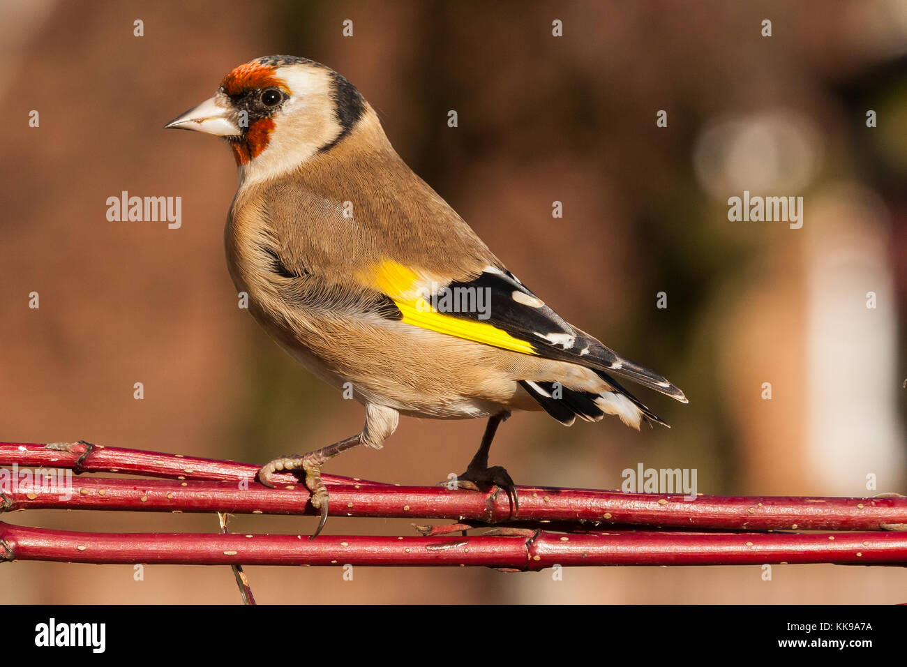Wild goldfinch Vogel portrait Nahaufnahme native auch Carduelis carduelis bekannt zu Europa. Der stieglitz hat ein rotes Gesicht und einem schwarz-weißen Kopf. Stockfoto