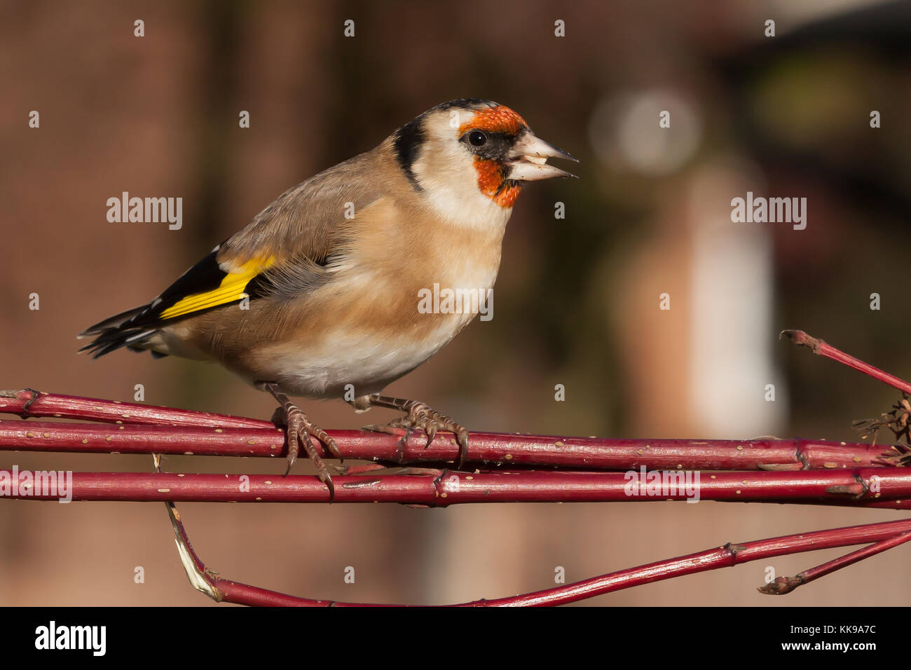 Wild goldfinch Vogel portrait Nahaufnahme native auch Carduelis carduelis bekannt zu Europa. Der stieglitz hat ein rotes Gesicht und einem schwarz-weißen Kopf. Stockfoto