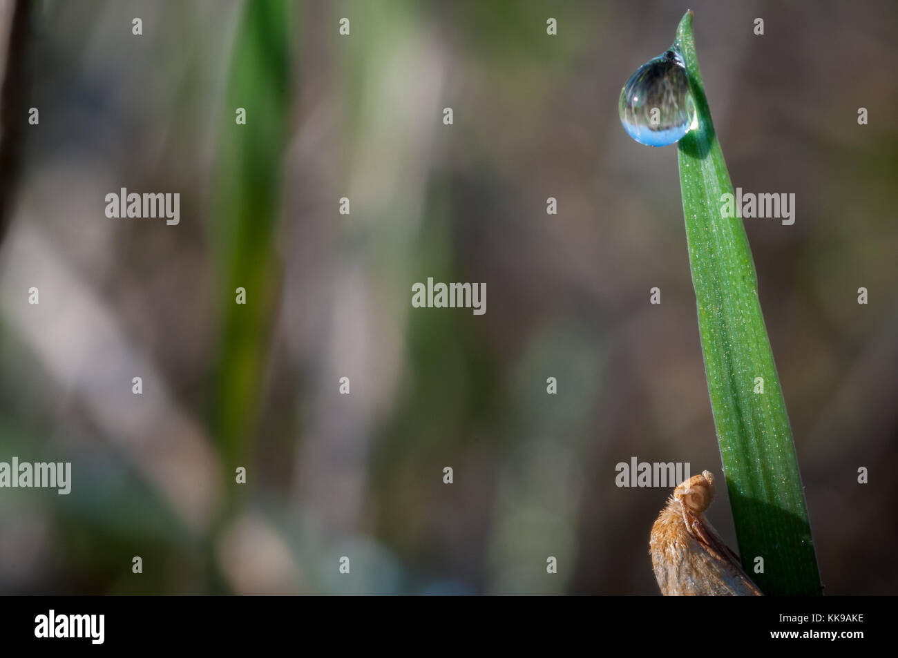 In der Nähe von Insekten an der ersten Ampel Stockfoto