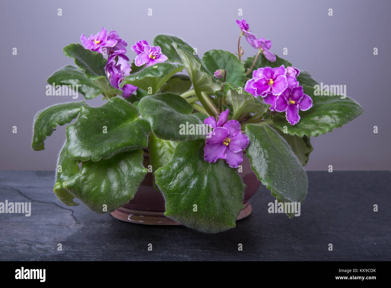 Saintpaulias afrikanische Veilchen, Saintpaulien ionantha rosa Blume Stockfoto