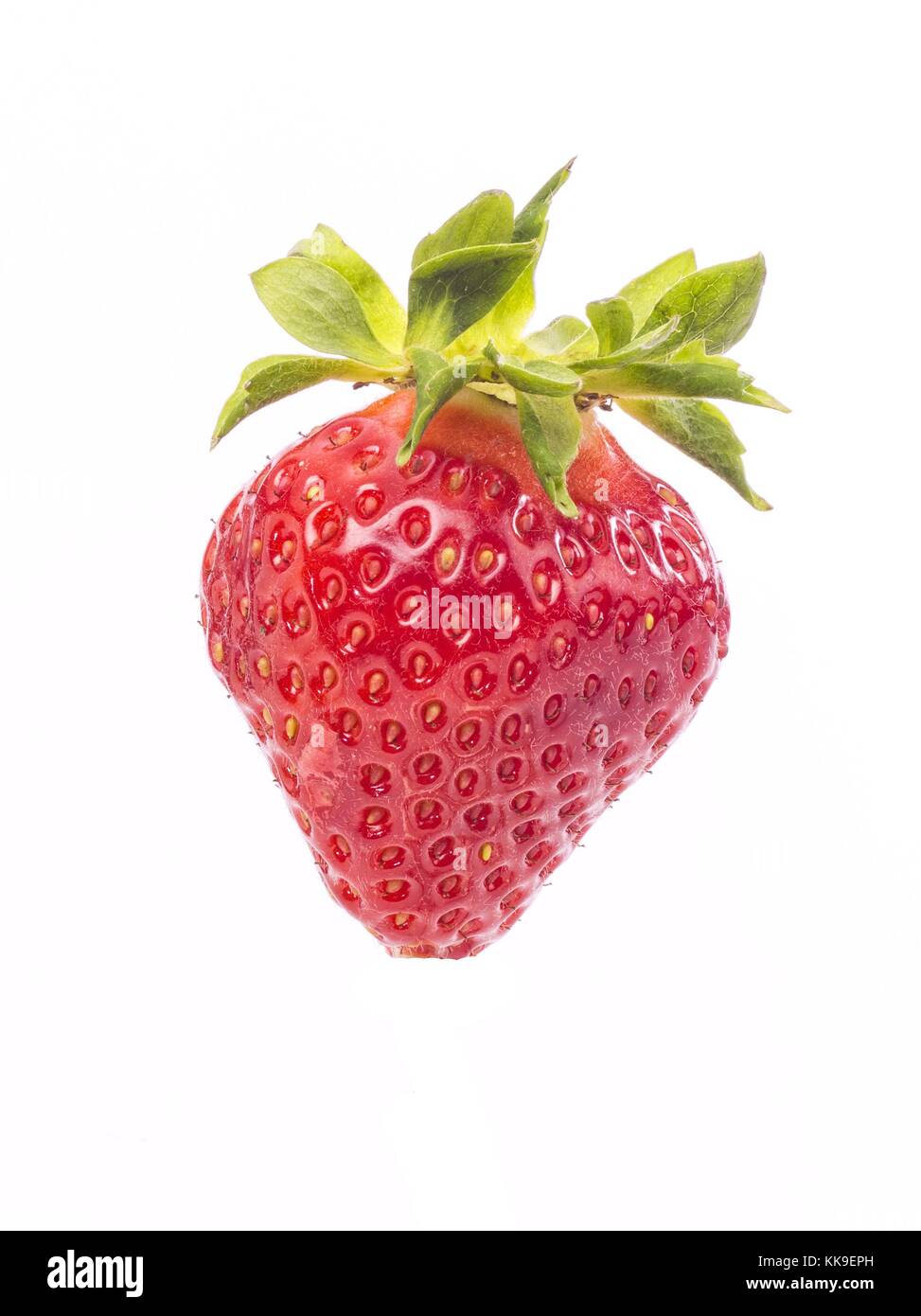 Frische ganze individuelle Erdbeeren Stockfoto