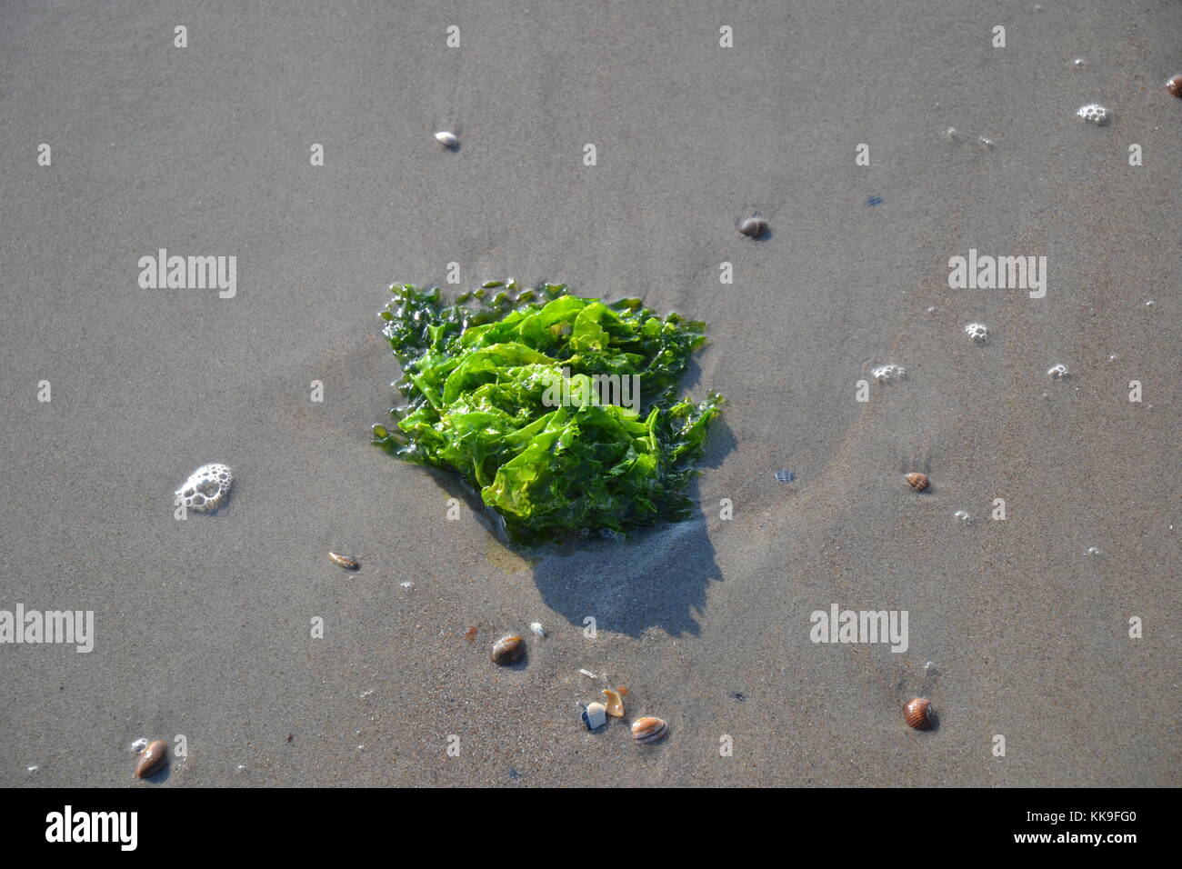 Seegras und Muscheln am Strand Stockfoto