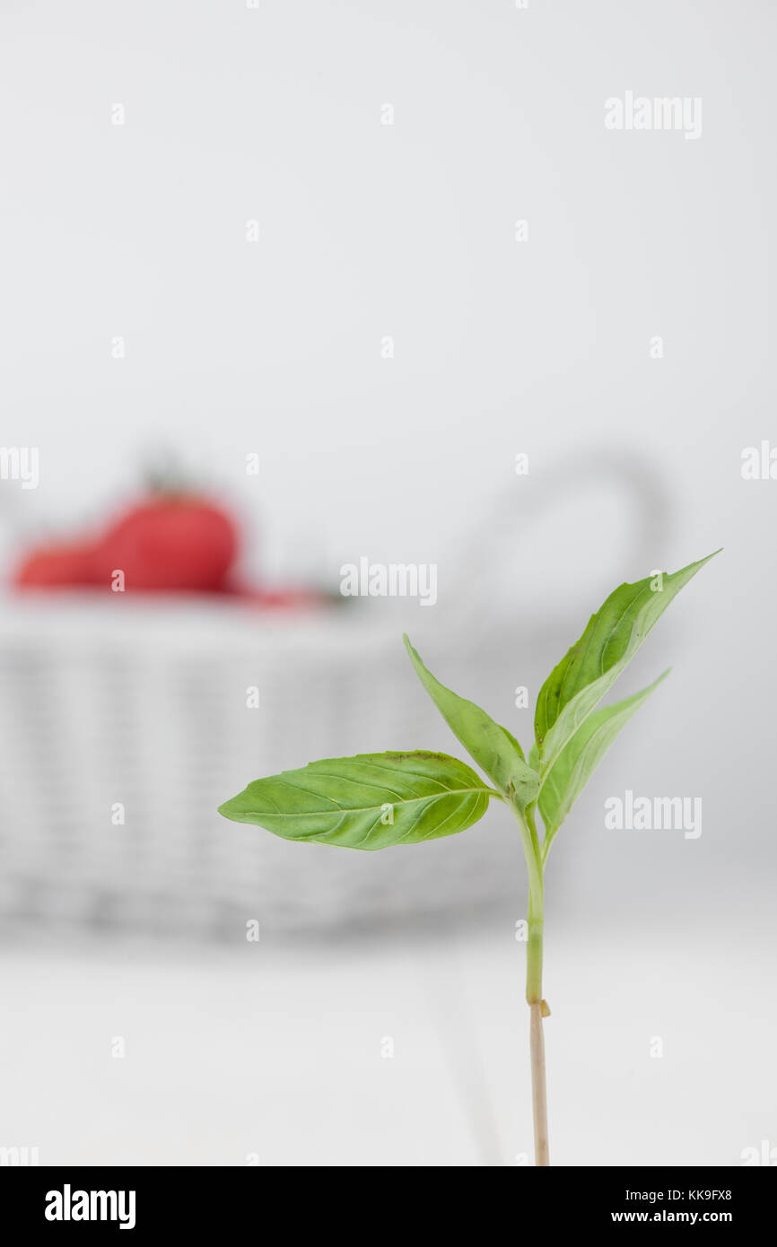 Grün Blütenblatt auf dem Hintergrund Korb mit Tomaten Stockfoto