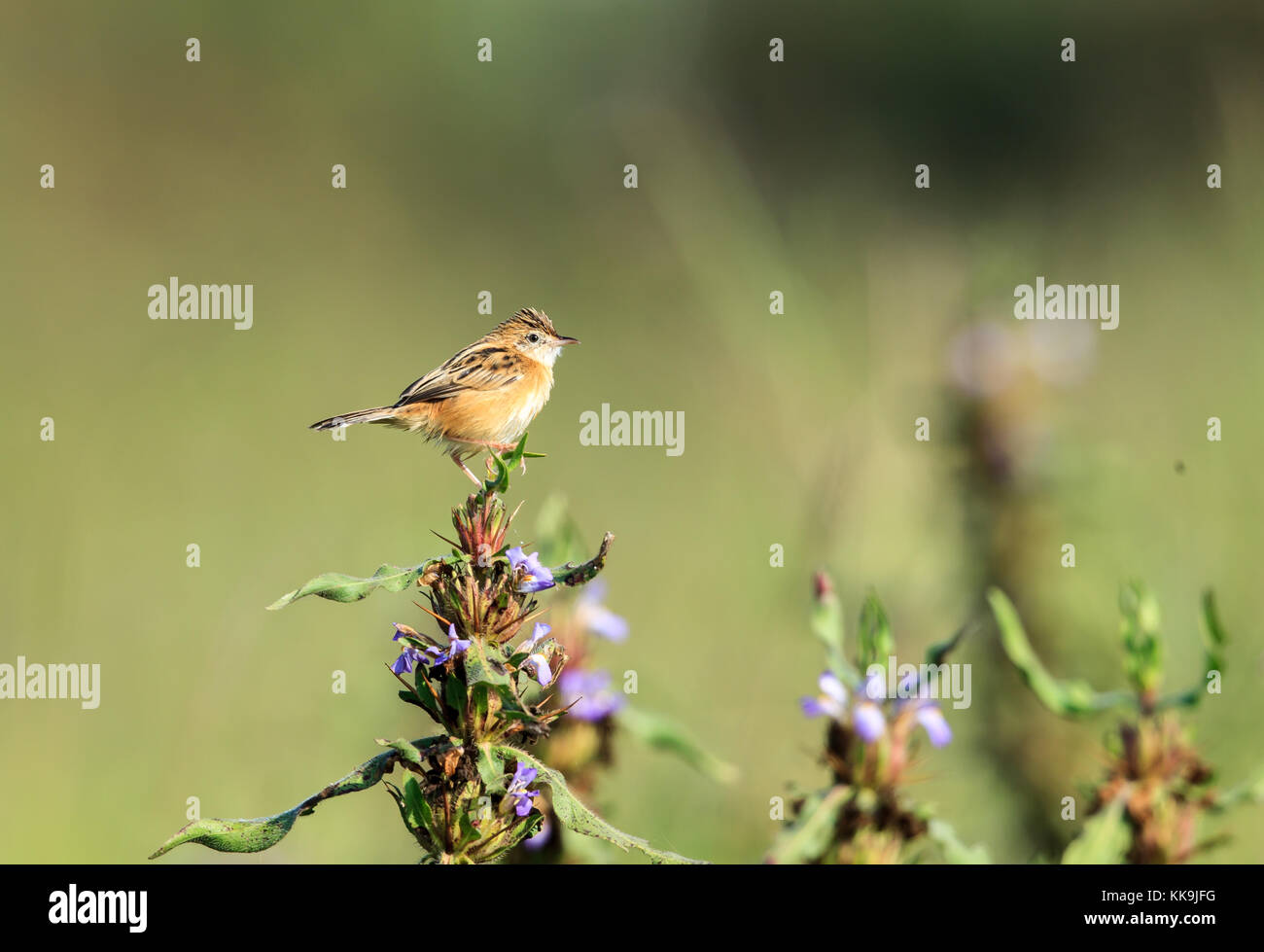 Ein zitting cisticola Stockfoto