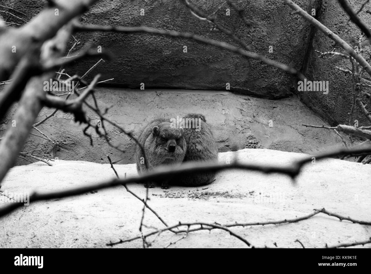 Tiere Stockfoto