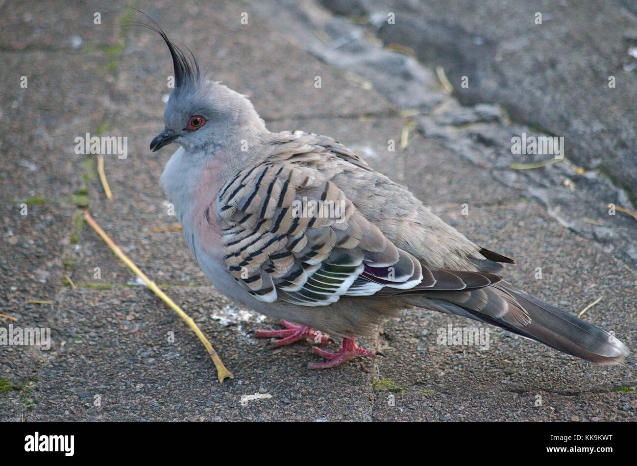 Crested Taube Stockfoto