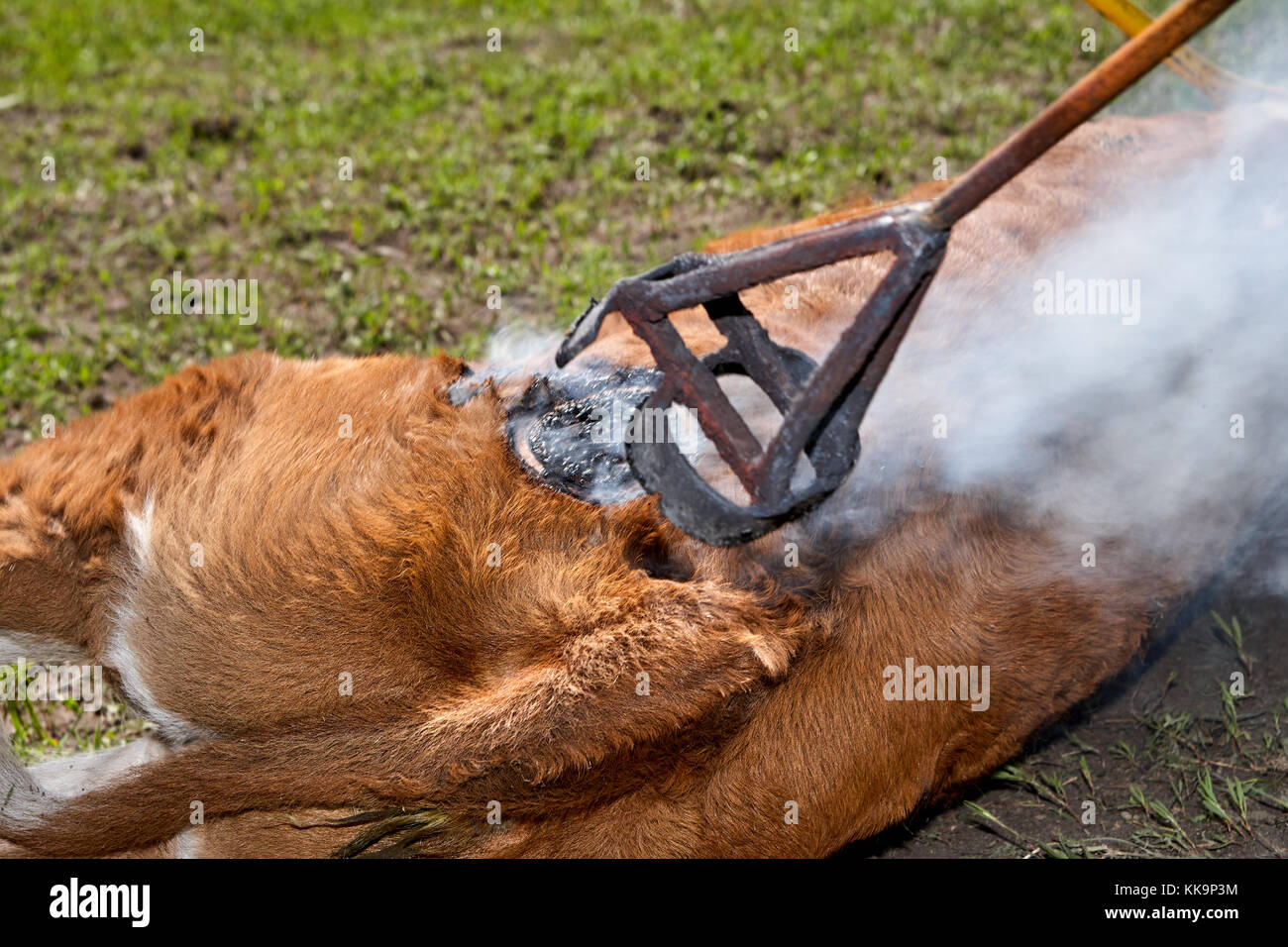 Arbeitnehmer mit einem red hot Branding Iron einem Kalb angeseilt und auf dem Boden liegend in der Nähe zu sehen, der verbrannten Holz und Haar, wie das Eisen wird entfernt Stockfoto