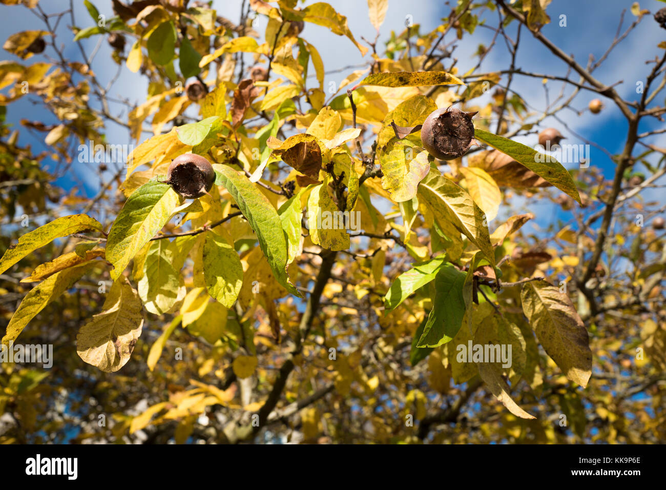 Ein fruchtender Medlar-Baum, der im Herbst am Fluss Avon in Chippenham Wiltshire England wächst Stockfoto