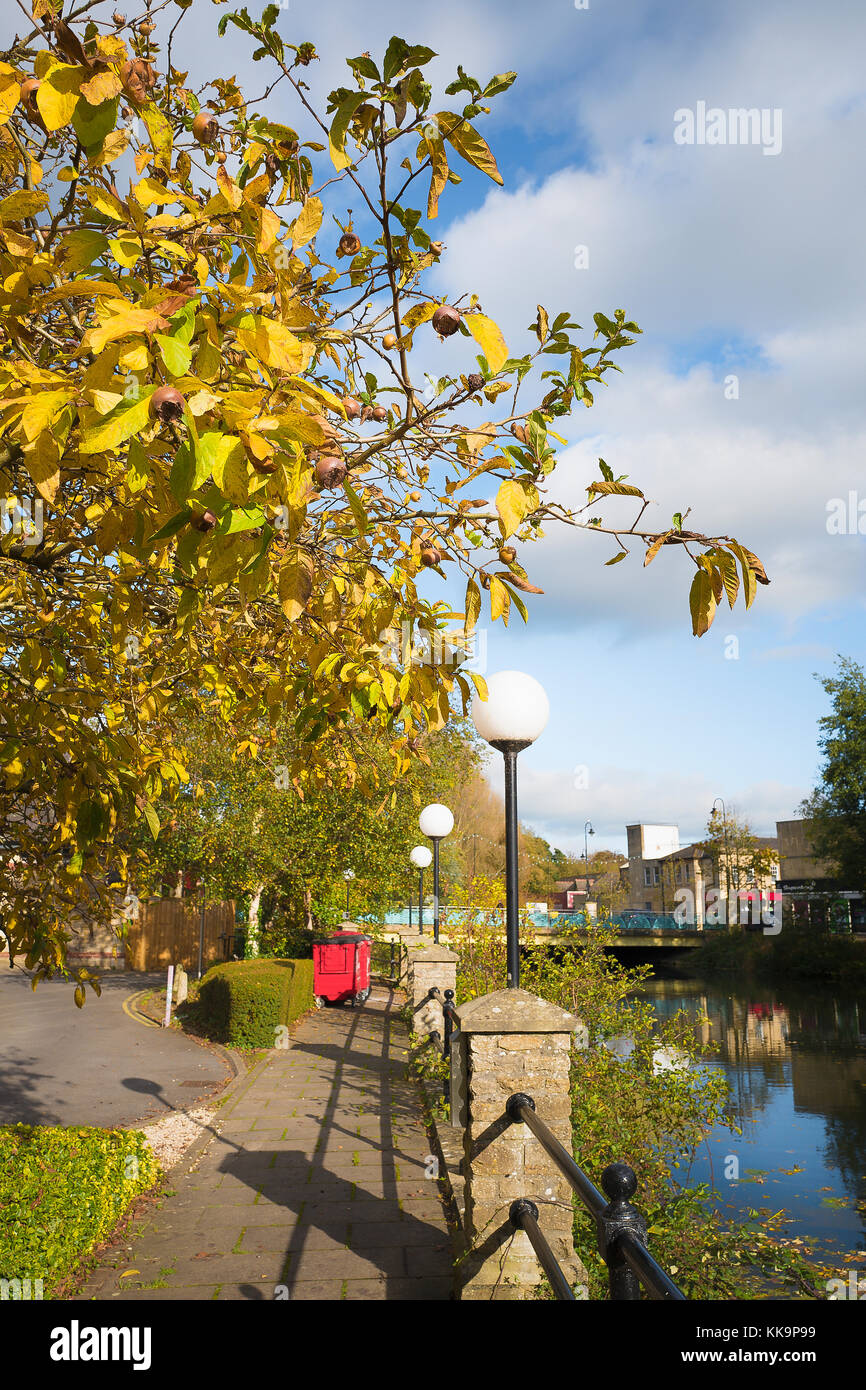 Ein fruchtkörper Mispel Baum growiing neben dem Fluss Avon in Chippenham Wiltshire England UK im Herbst Stockfoto