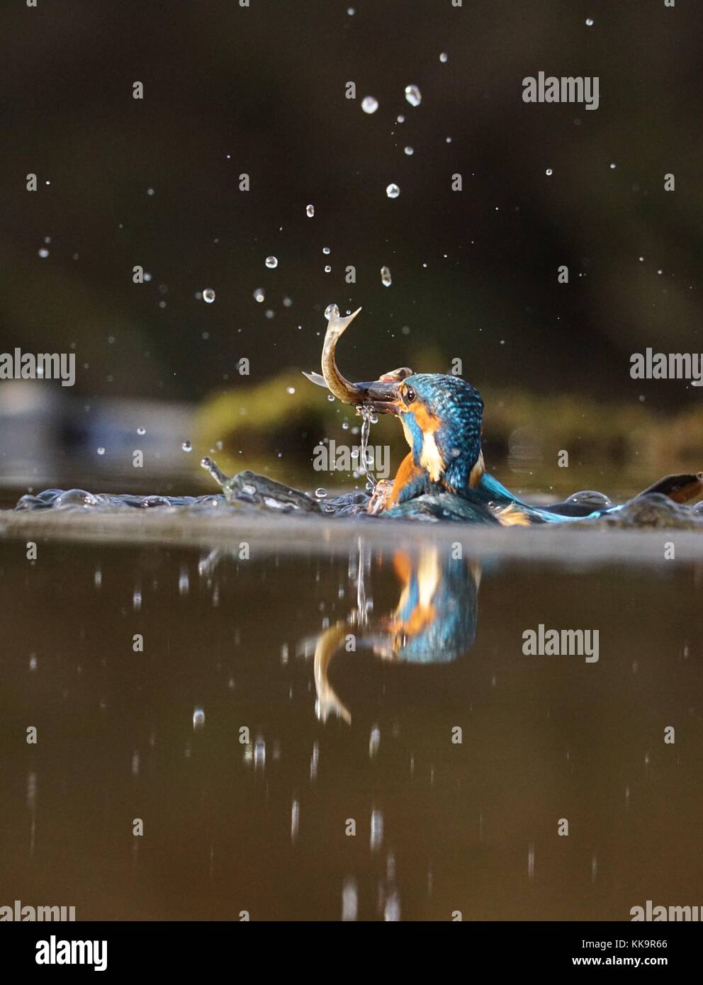 Tauchen Kingfisher Stockfoto