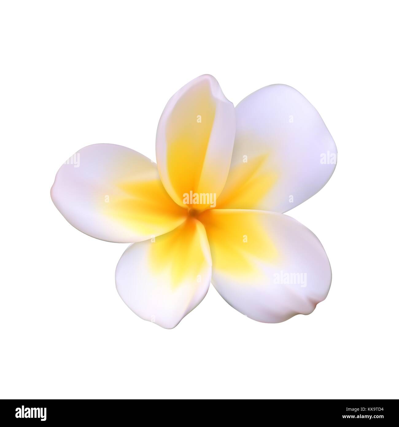 Eine schöne, weiße Blume namens pachipodium Lamer, Madagaskar Palm, pachypodium lamerei isoliert auf Weiss. Vector Illustration Stock Vektor