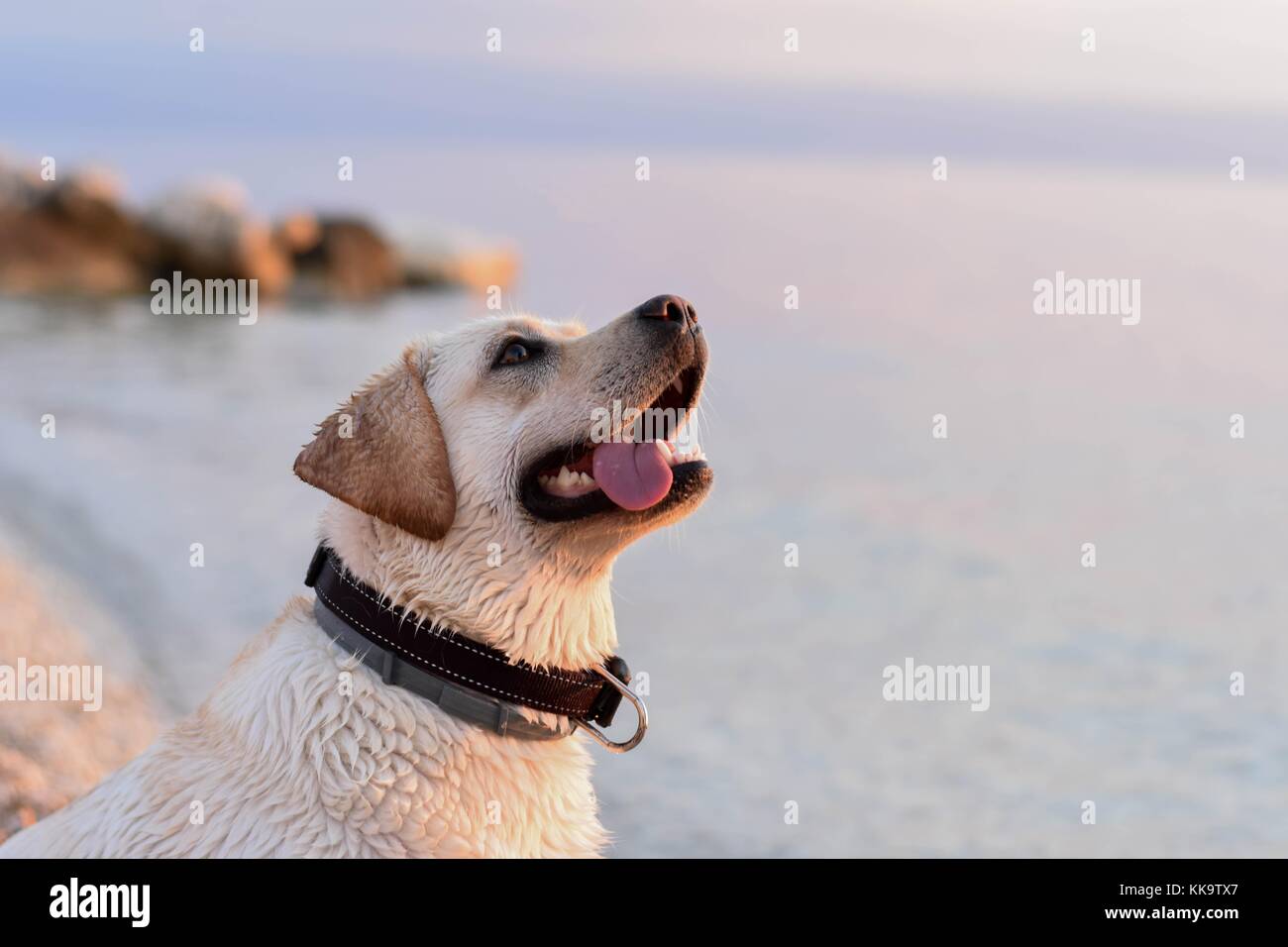 Portrait von white Retriever Welpen am Strand mit herausgestreckter Zunge/dummes Gesicht Stockfoto