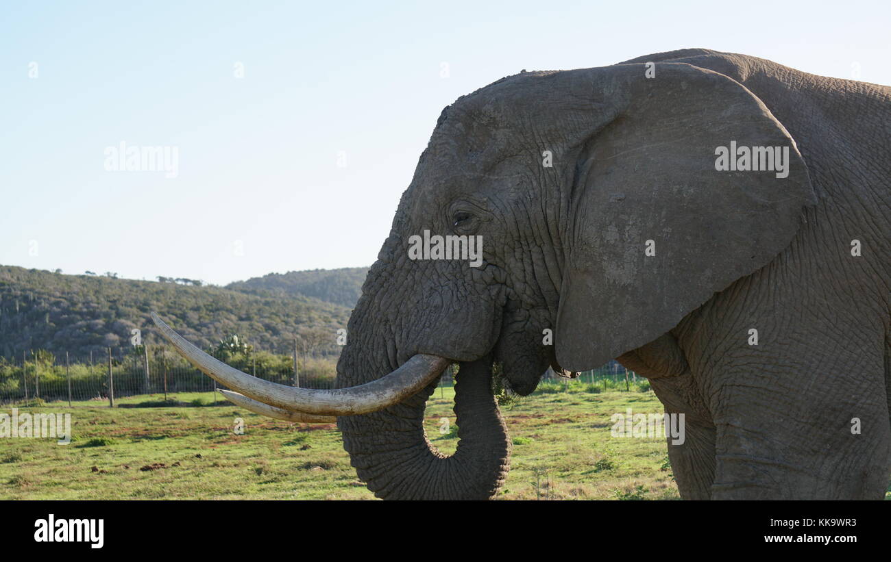 Elefanten auf dem südafrikanischen Ebene Stockfoto