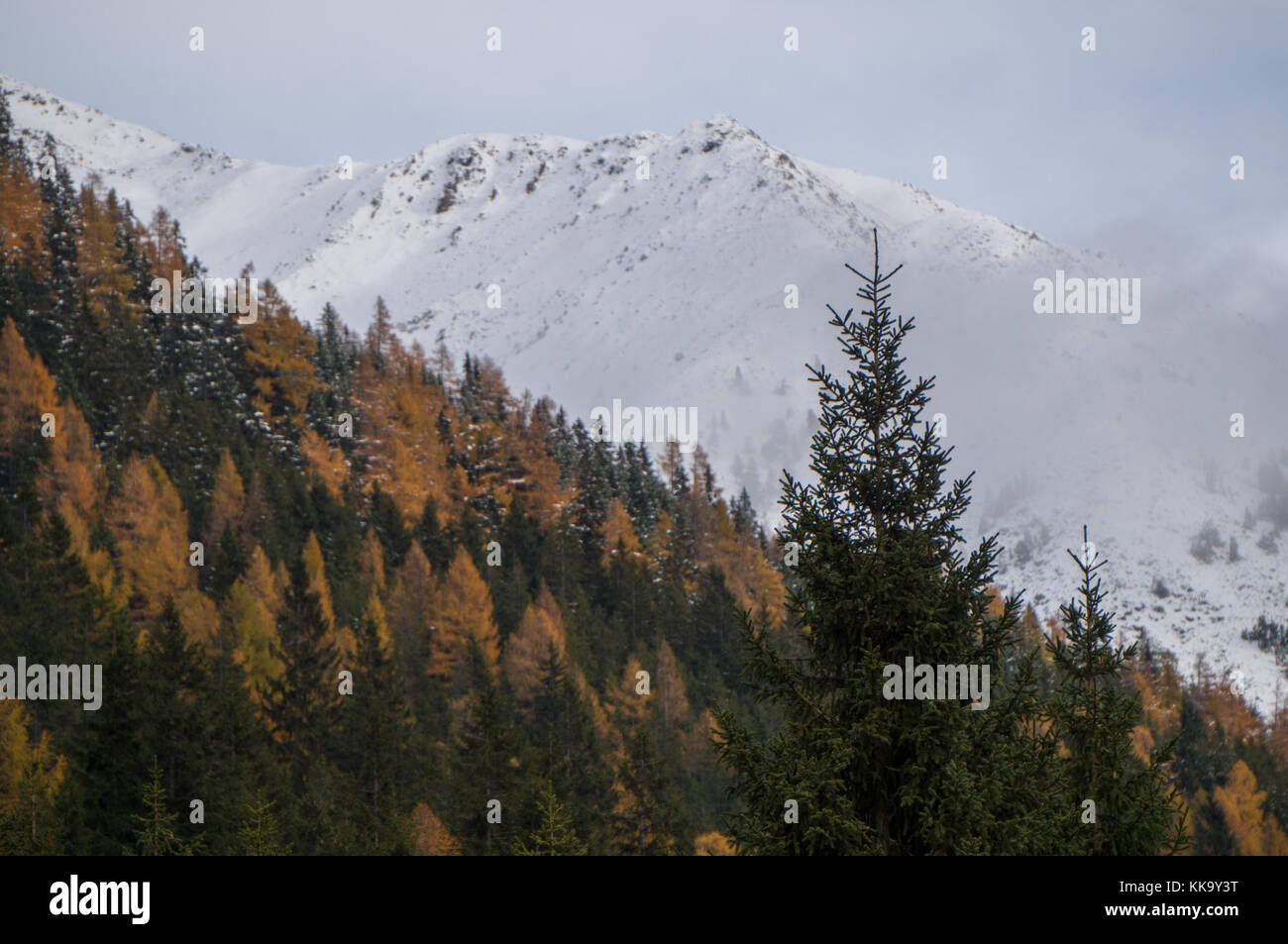 Tanne im Vordergrund mit einem schönen späten Herbst Hintergrund Stockfoto