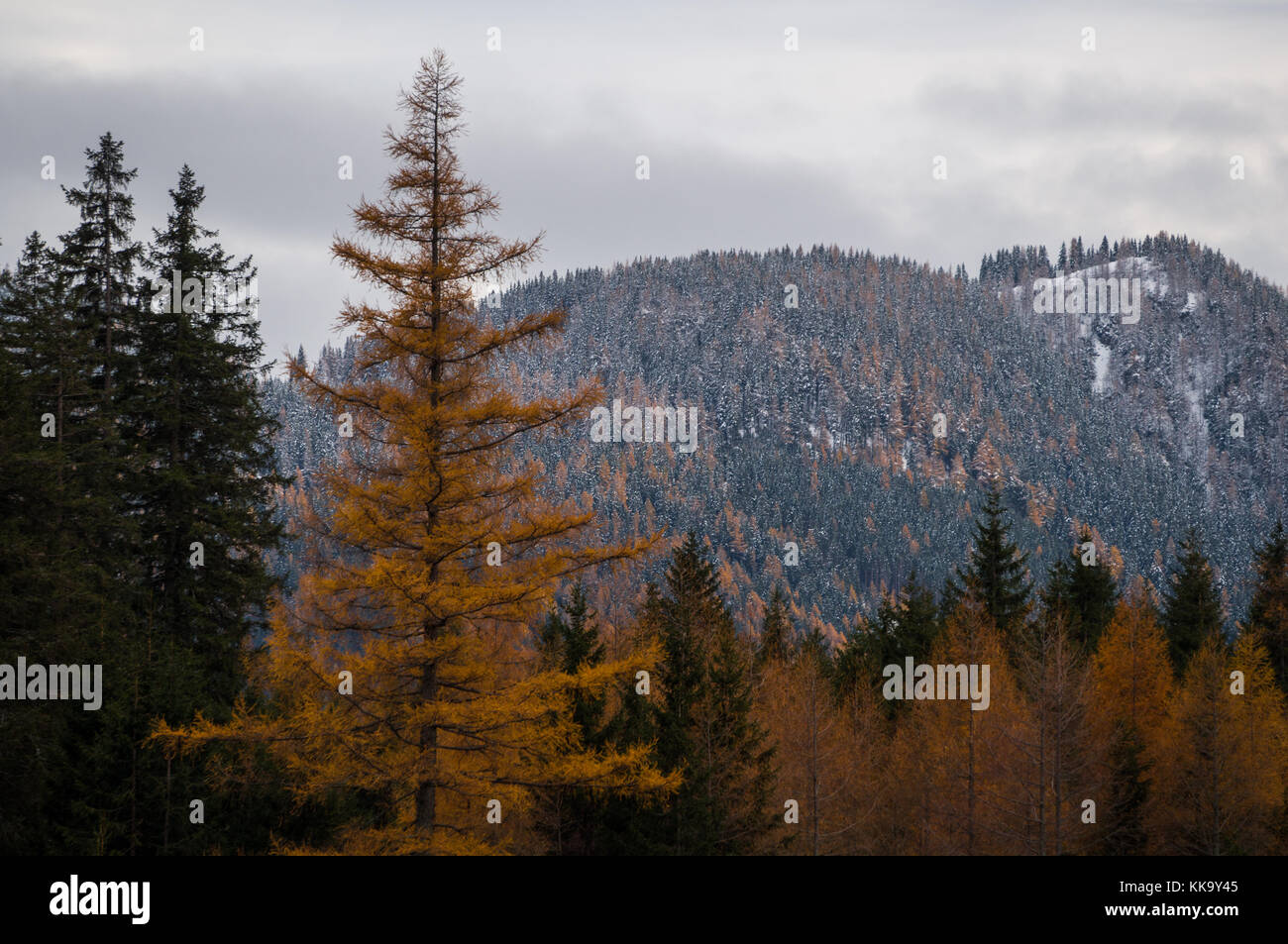 Gelbe lärchen Baum mit wunderschönen alpinen Landschaft im Hintergrund Stockfoto
