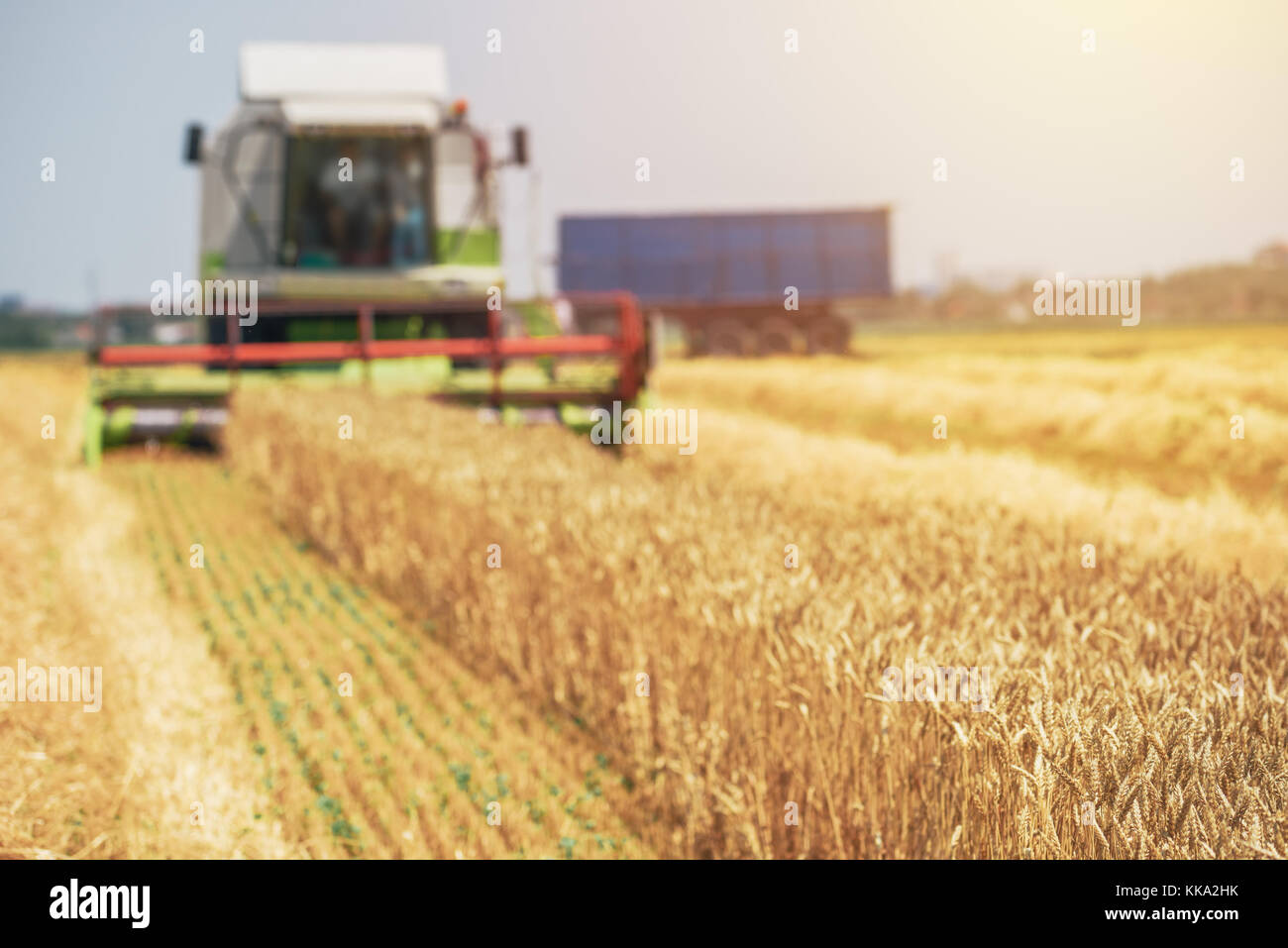 Mähdrescher ernten reifen Weizen ernten in landwirtschaftlich genutzte Gebiet, selektiver Fokus Stockfoto