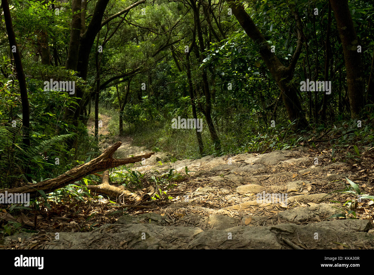 Ein Foto mit Blick auf den Weg, das während der Wanderung in Hongkong aufgenommen wurde Stockfoto