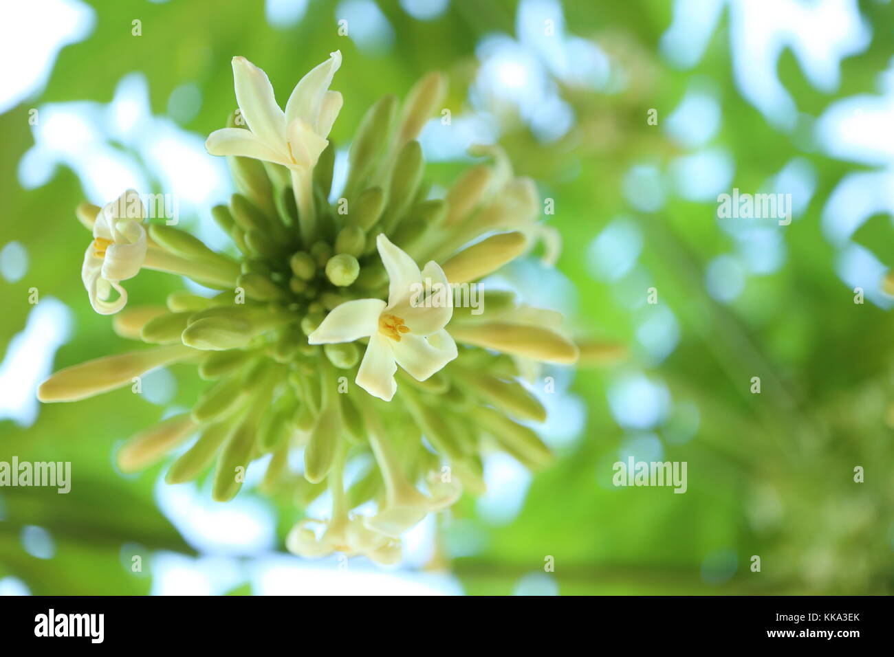 Schöne Blumen am Morgen Stockfoto