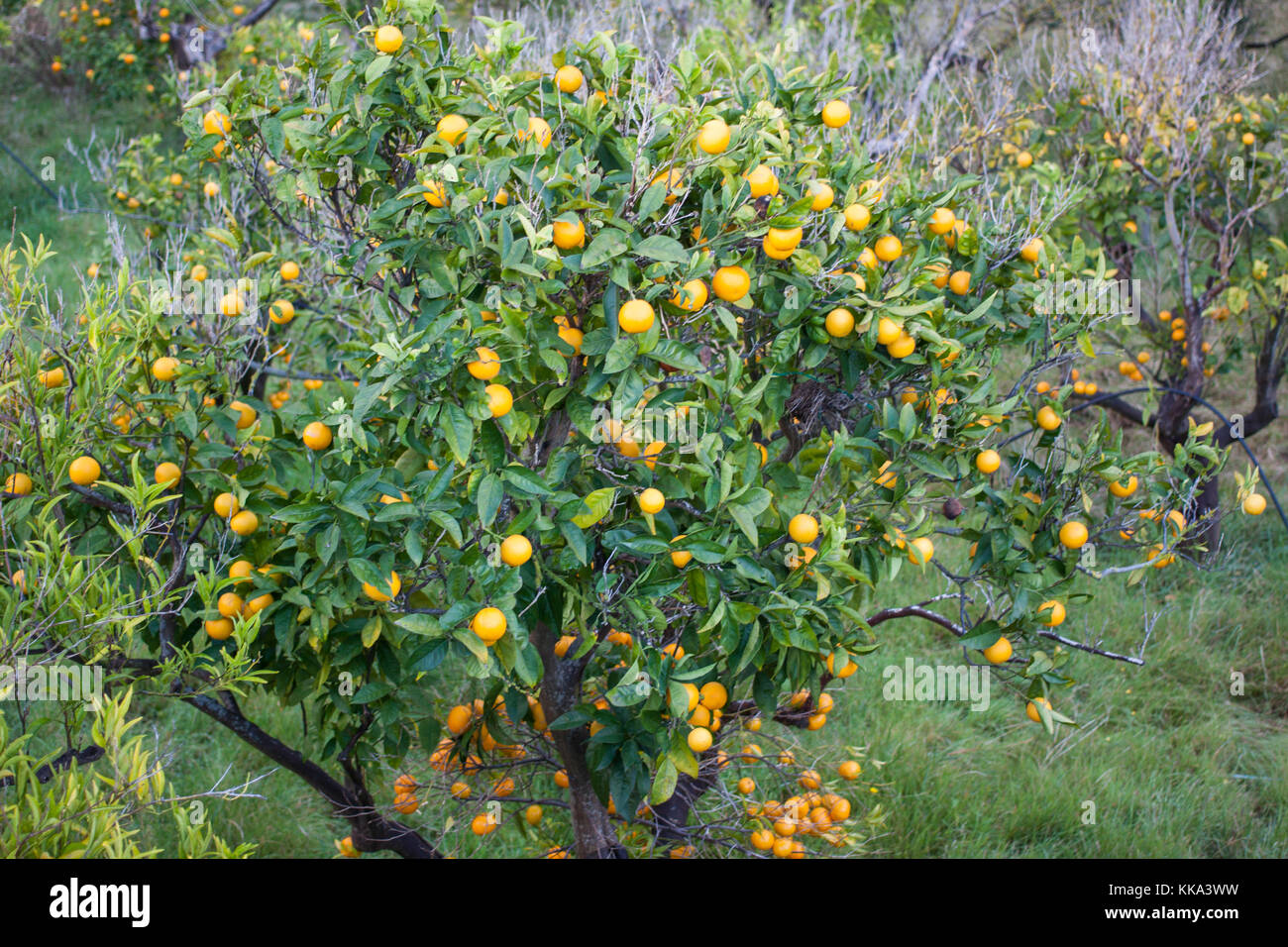 Orange Obstgarten mit Früchte wachsen in biniaraix Dorf in der Nähe von Soller. Soller, Mallorca, Spanien Stockfoto