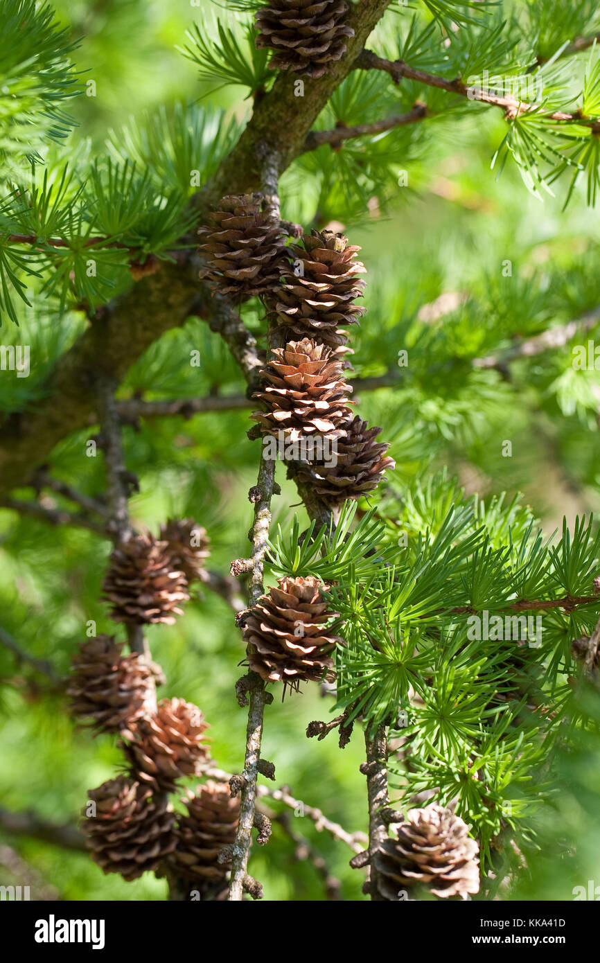 Europäische Lärche, Larix decidua, Zweig mit Zapfen, Europäische Lärche Stockfoto