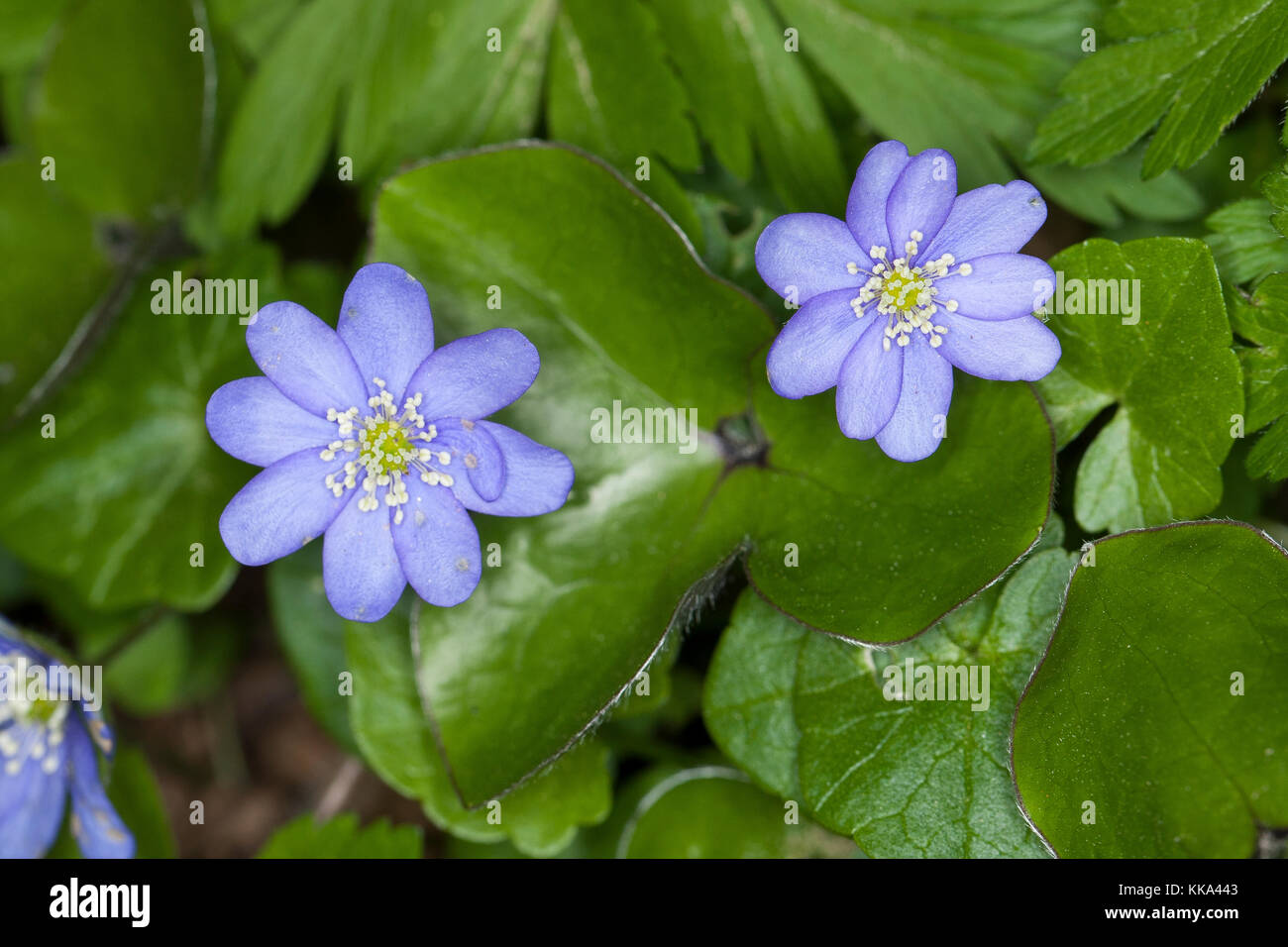Gewoehnliches Leberblümchen, Leber-Blümchen, Hepatica nobilis, Liverleaf, Leberblatt Stockfoto
