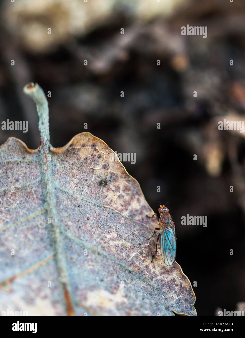 Mouche a la truffe Fotos und Bildmaterial in hoher Auflösung Alamy
