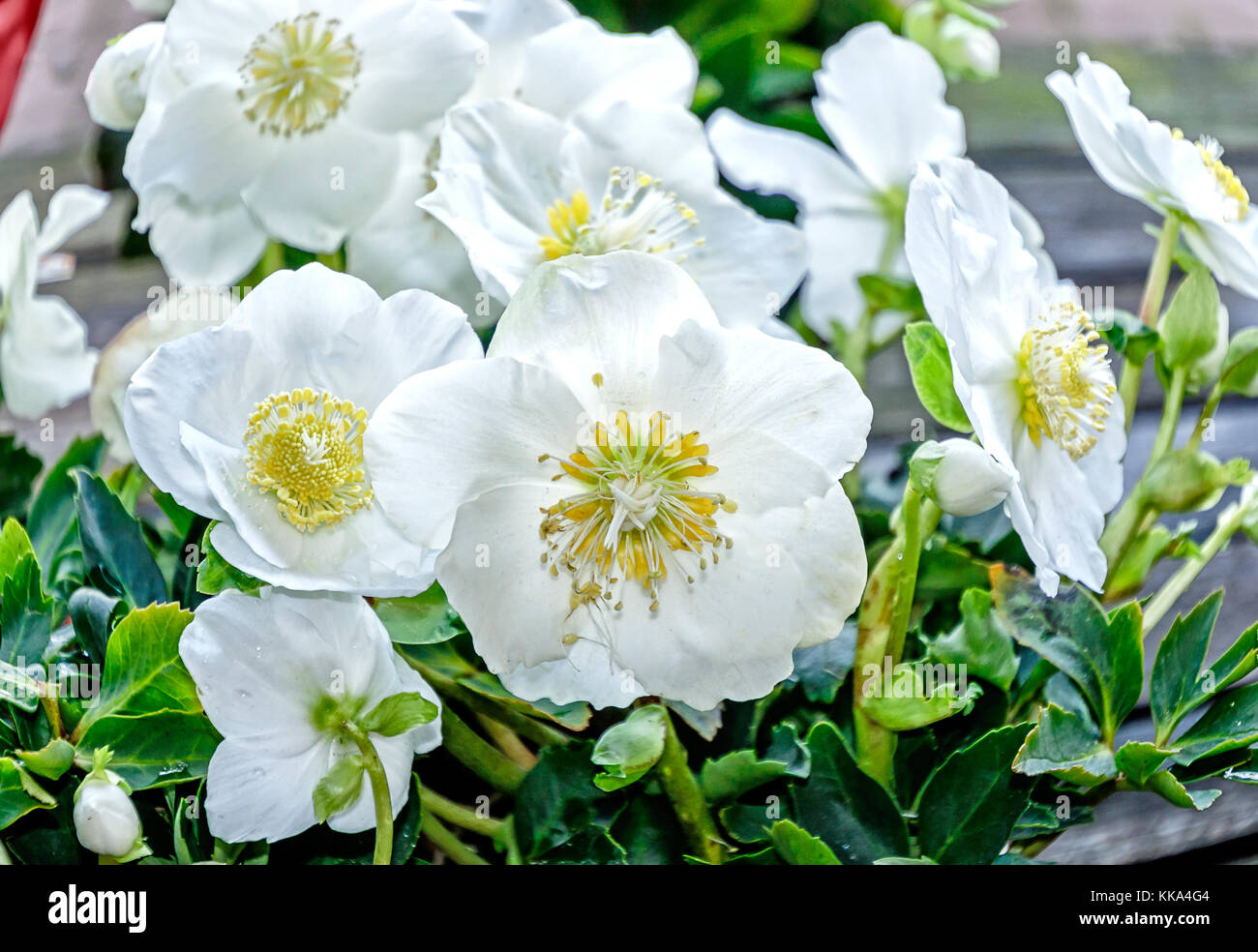 Immergrüne Staude Pflanze - White Christmas rose - christrosen Blumen  Stockfotografie - Alamy
