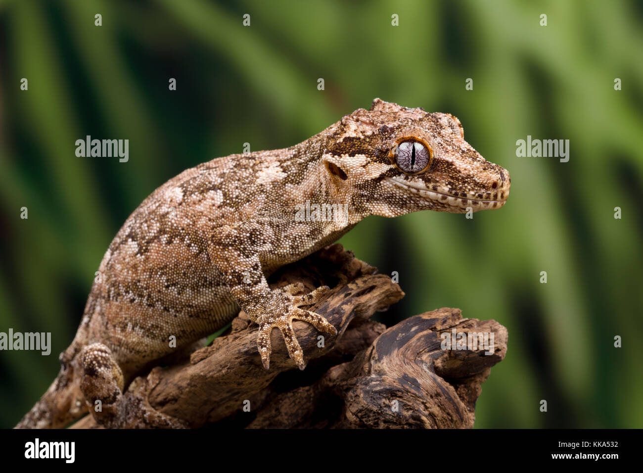 Gargoyle gecko auf einem toten Baum Stockfoto