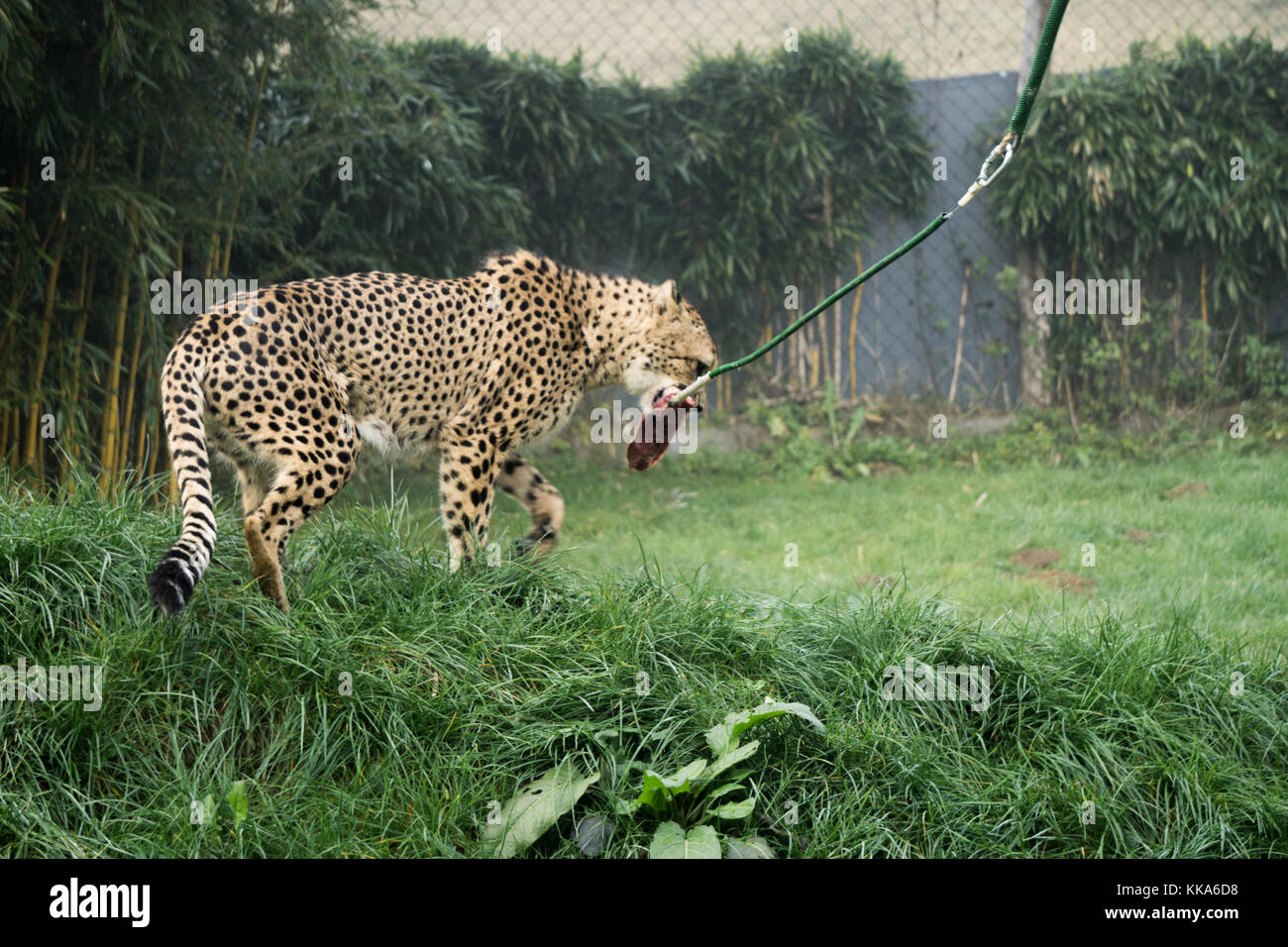 Cheetah, Feed eine große Platte von Fleisch bei einem österreichischen Zoo Stockfoto