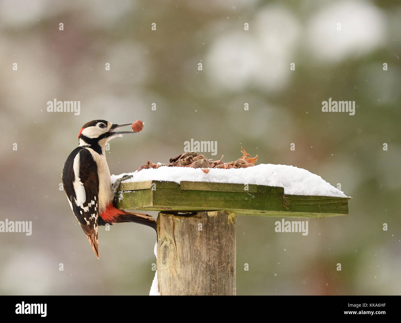 Schottischer winter Wildlife Stockfoto